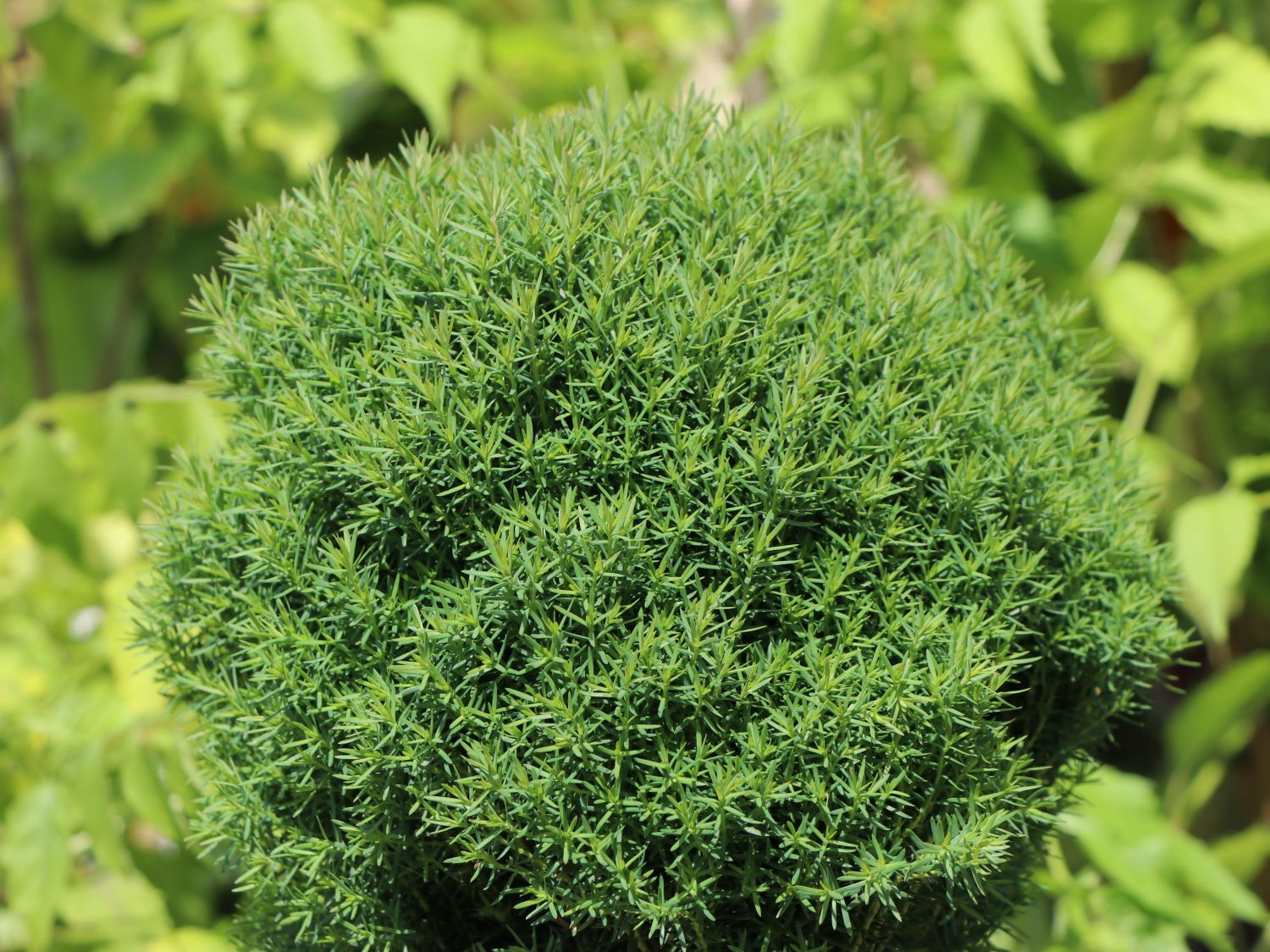 Lebensbume (Thuja) - Infos & Pflanzen dieser Gattung