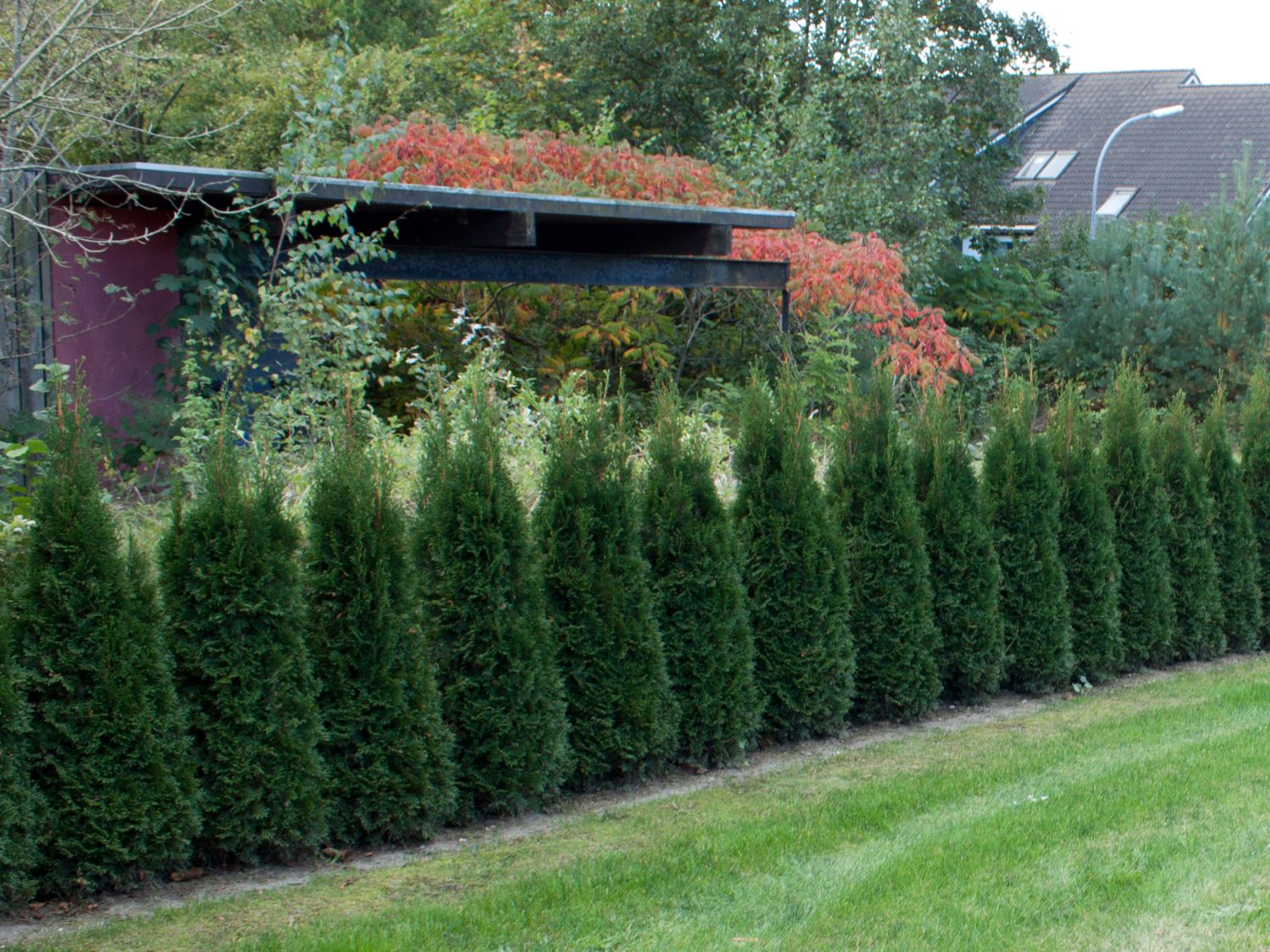 lebensbaum hecke thuja smaragd Thuja occidentalis 'Smaragd' Konifere (Lebensbaum) | 60-80 cm mit  Wurzelballen main image 0