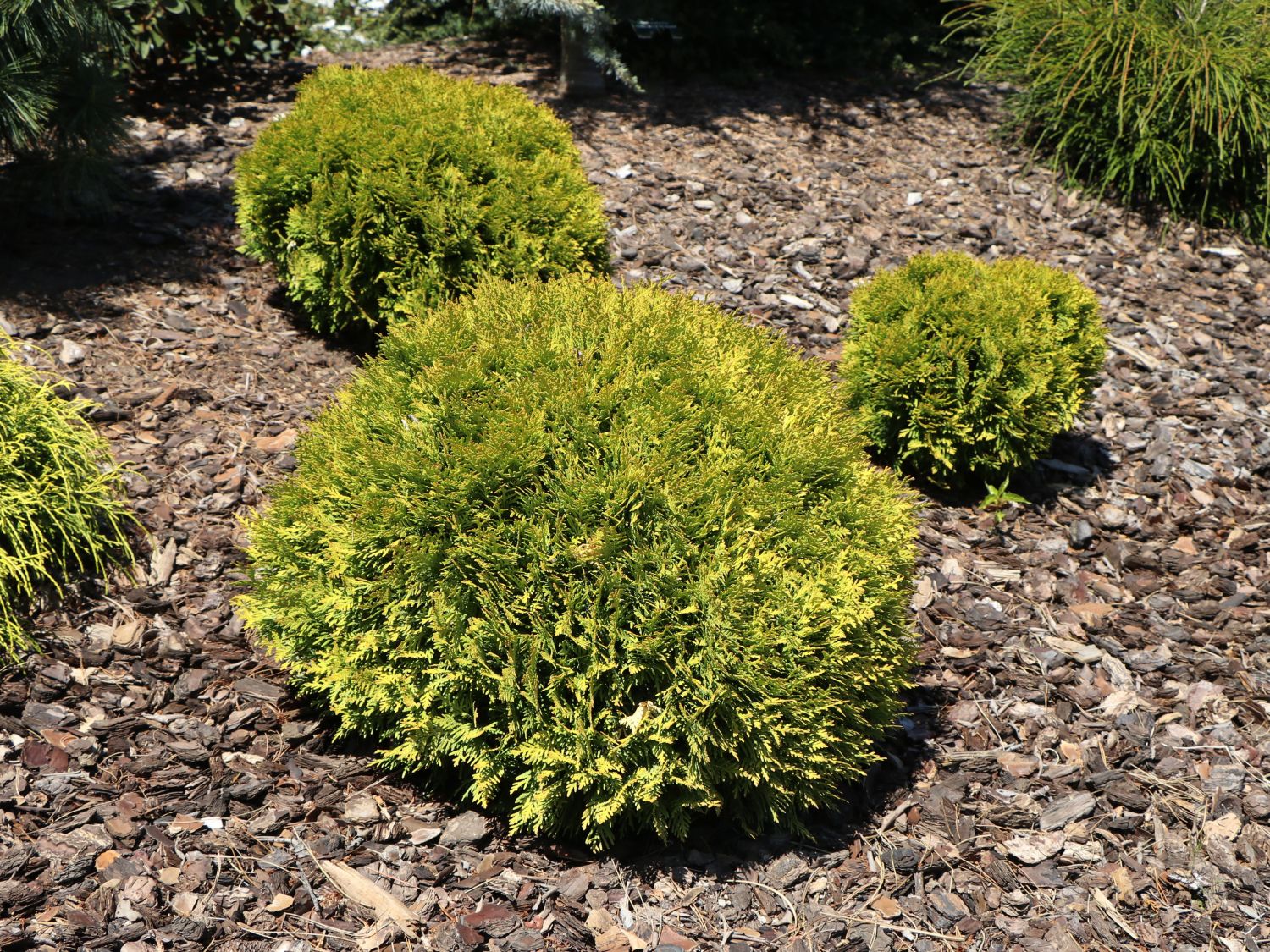 Lebensbume (Thuja) - Infos & Pflanzen dieser Gattung