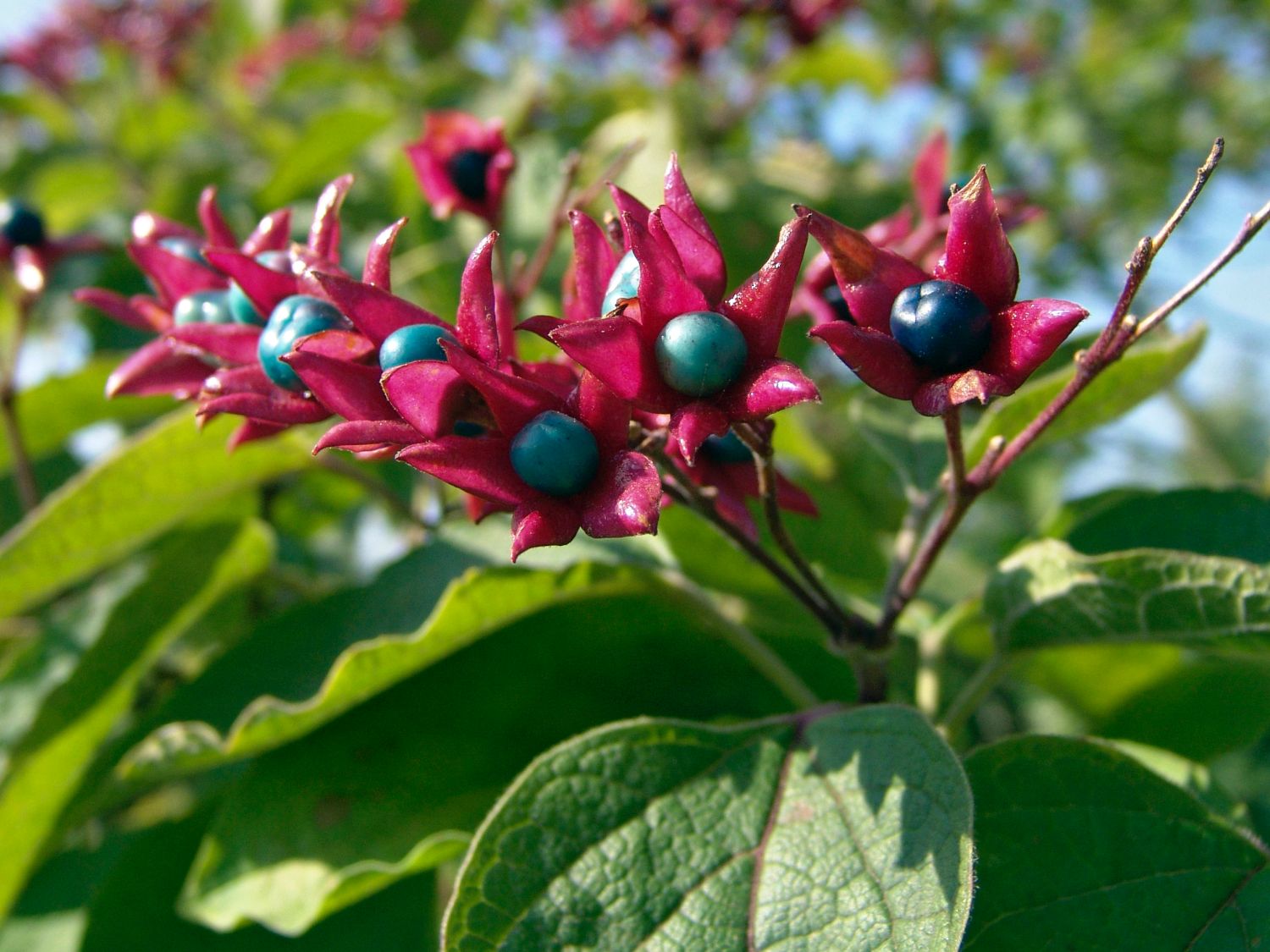 Losbume (Clerodendrum) - Infos & Pflanzen dieser Gattung