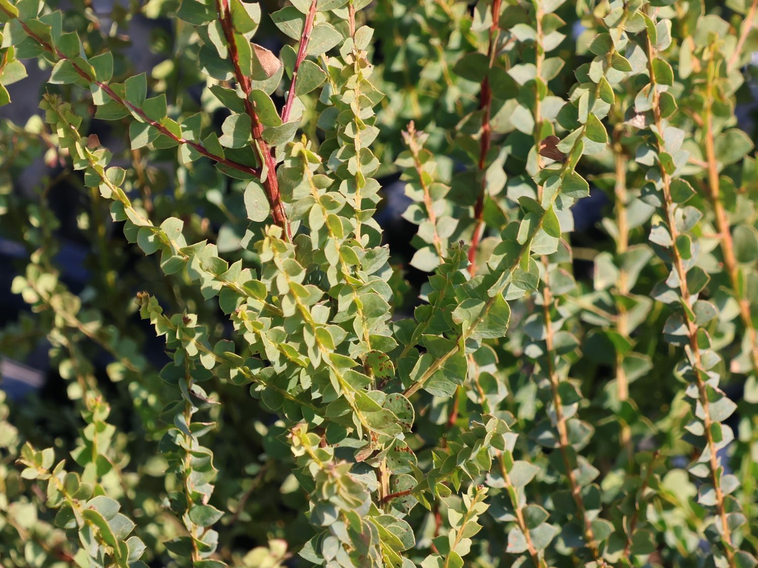 Akazien (Acacia) - Infos & Pflanzen dieser Gattung