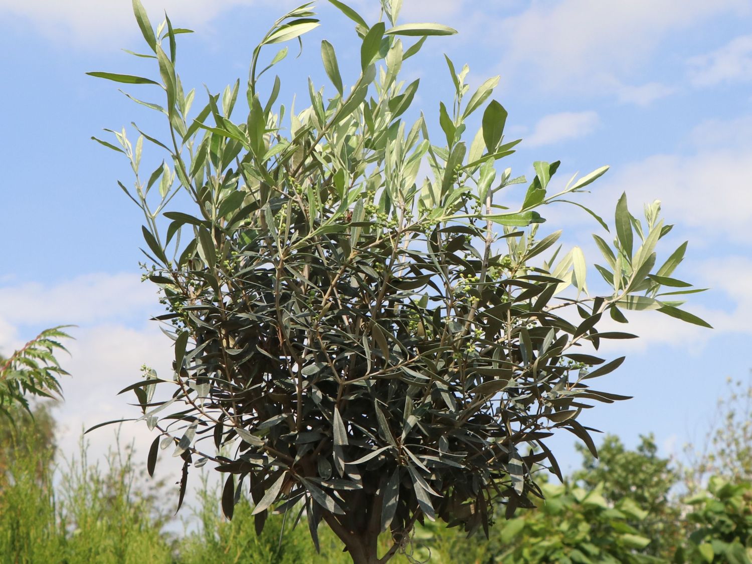 lbume (Olea) - Infos & Pflanzen dieser Gattung