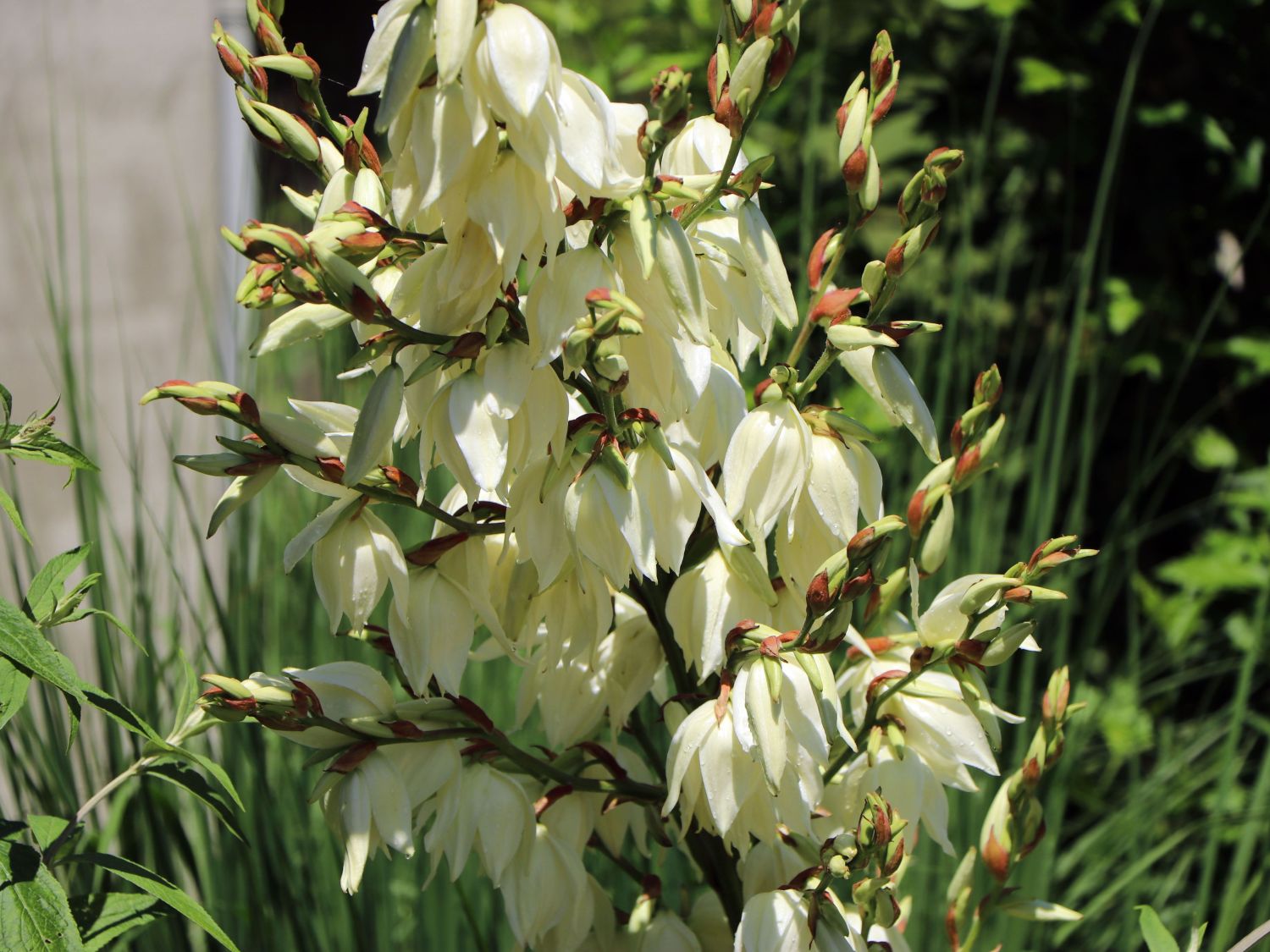 Palmlilien (Yucca) - Infos & Pflanzen dieser Gattung