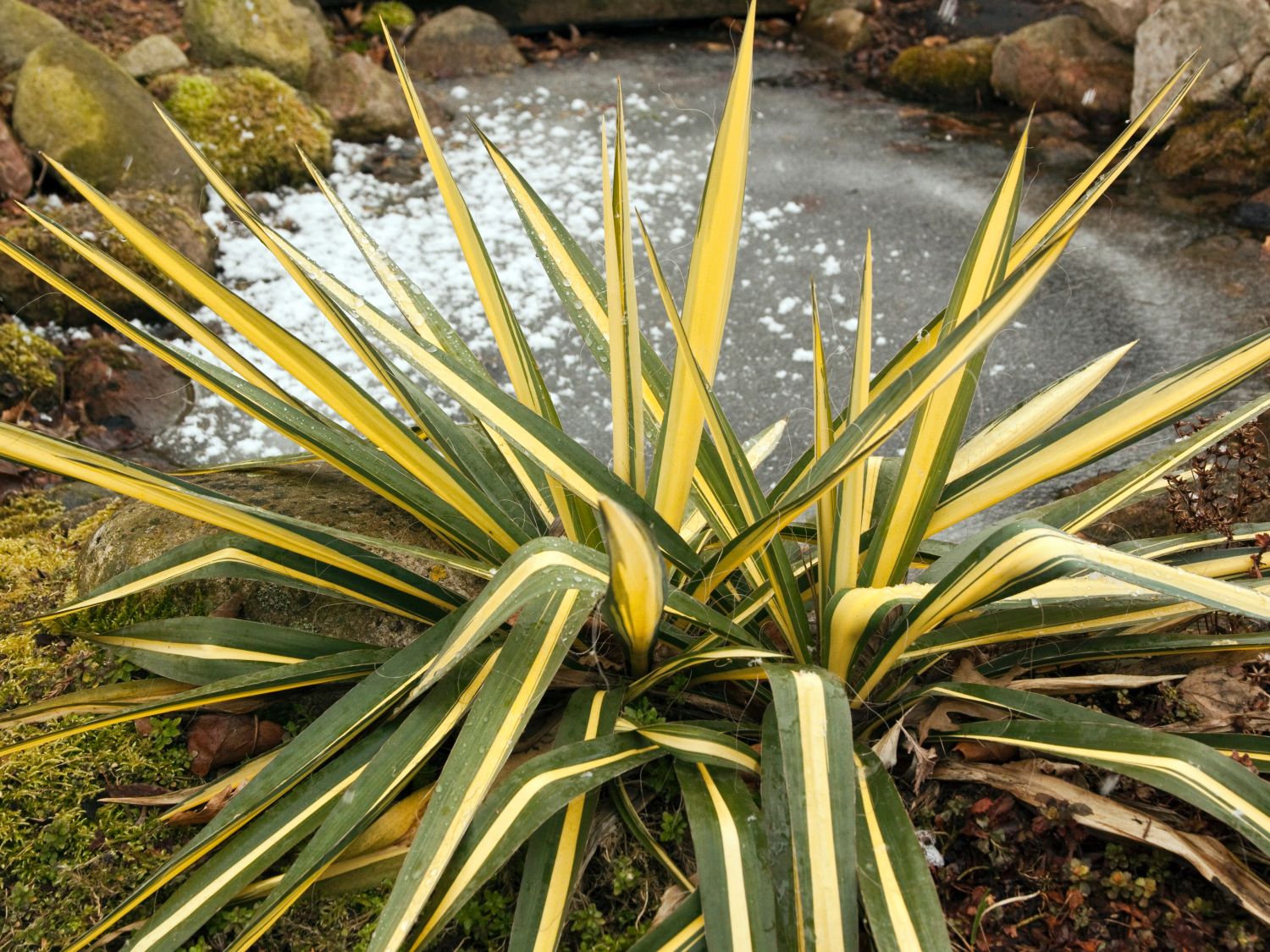 Palmlilien (Yucca) - Infos & Pflanzen dieser Gattung
