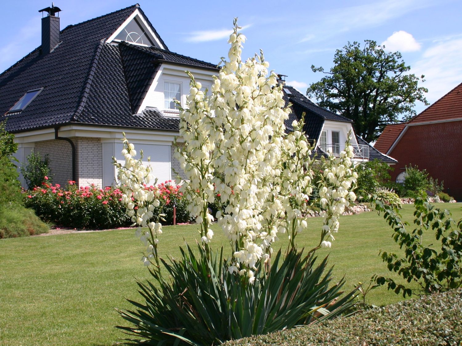 Palmlilien (Yucca) - Infos & Pflanzen dieser Gattung