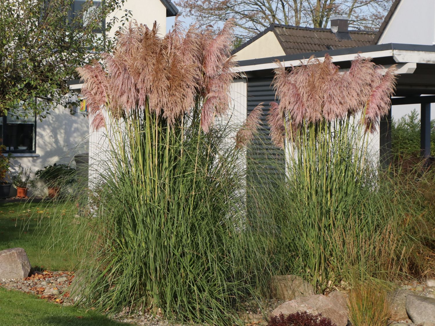 Pampasgräser (Cortaderia)