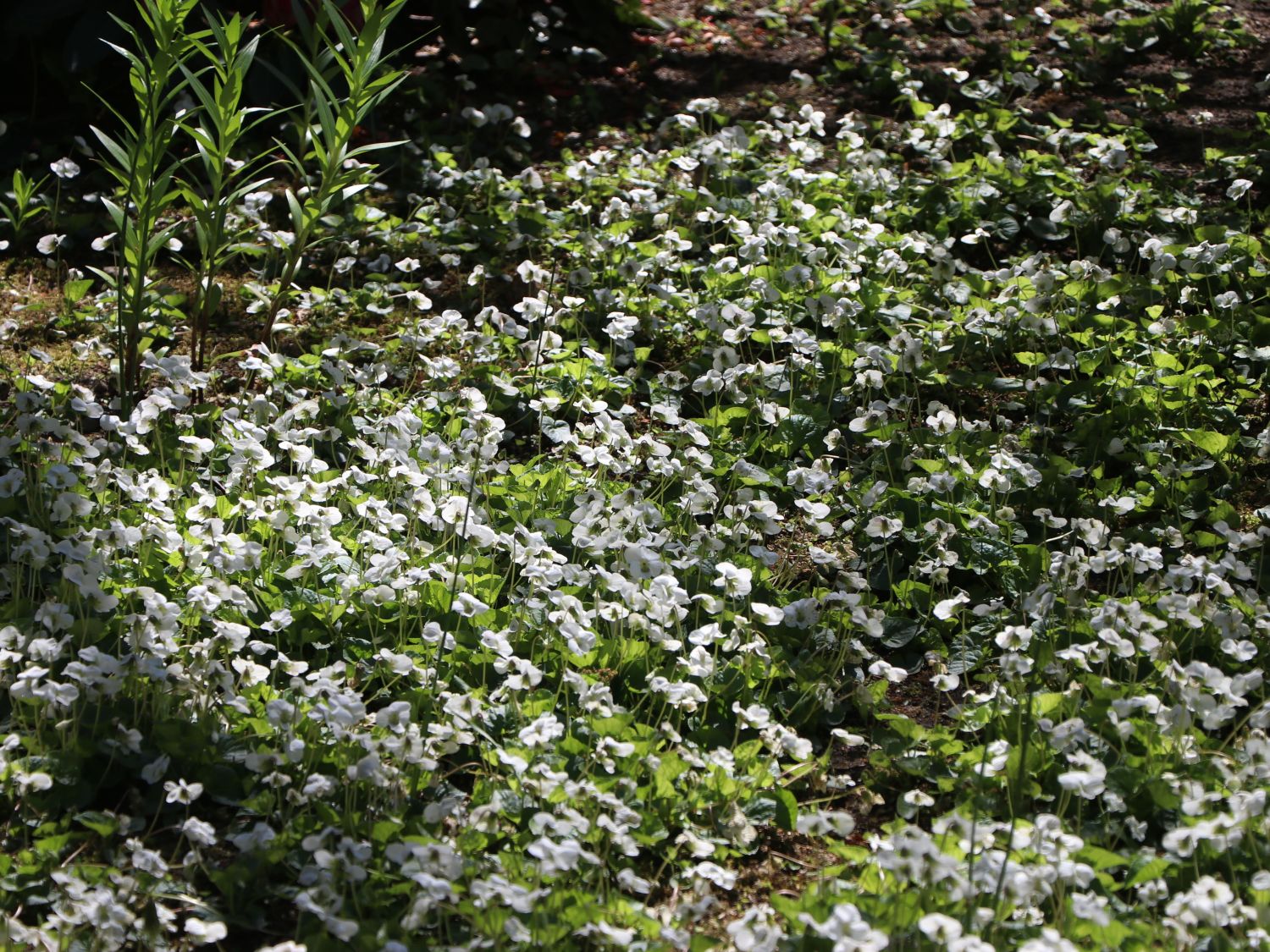 Veilchen (Viola) - Infos & Pflanzen dieser Gattung