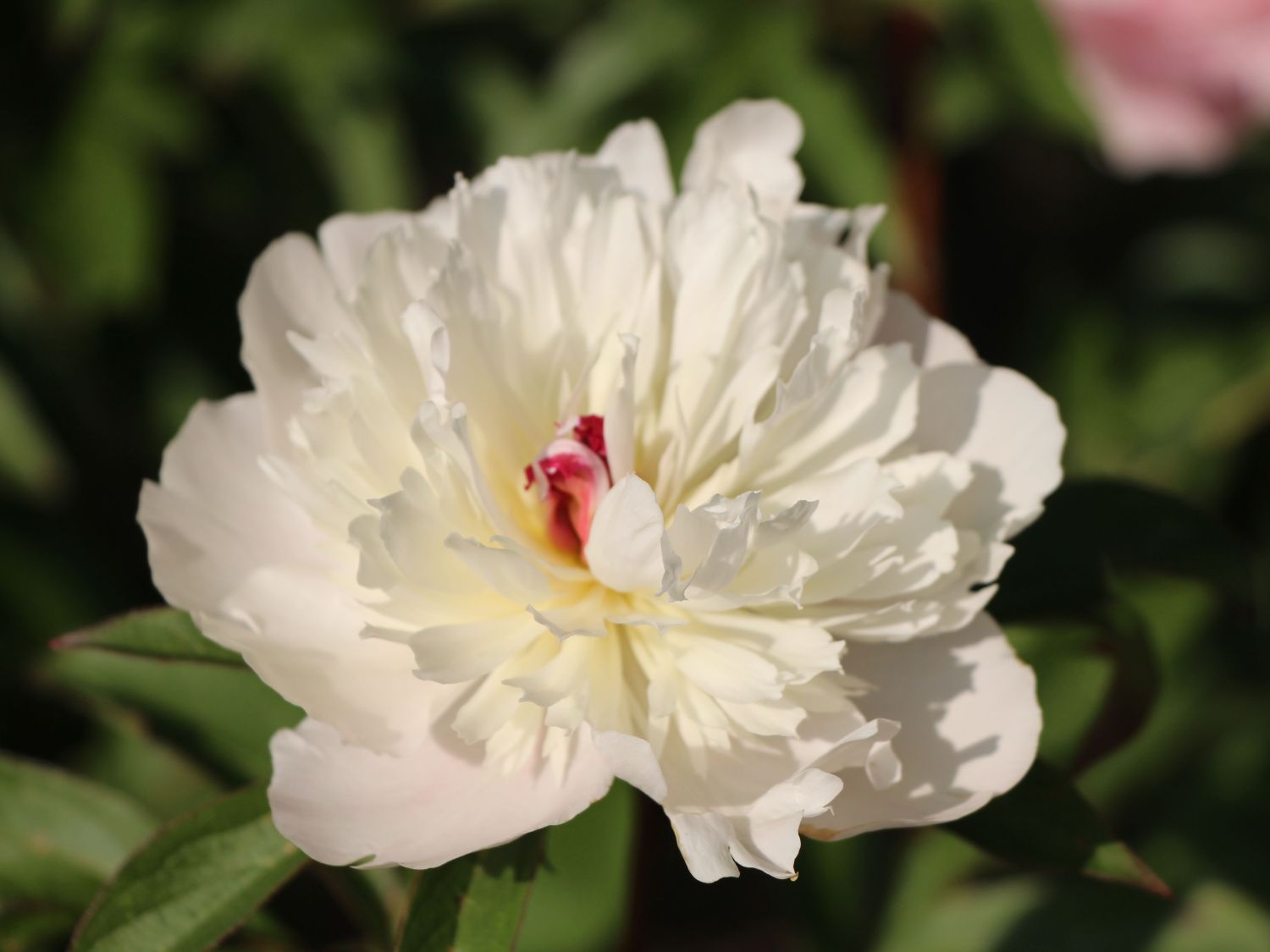 Pfingstrosengewchse (Paeoniaceae) - Wissen & Pflanzen dieser Familie