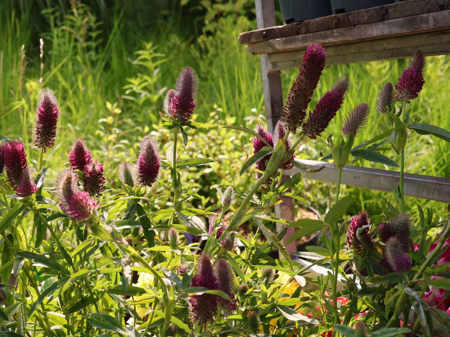 Klee (Trifolium) - Infos & Pflanzen dieser Gattung