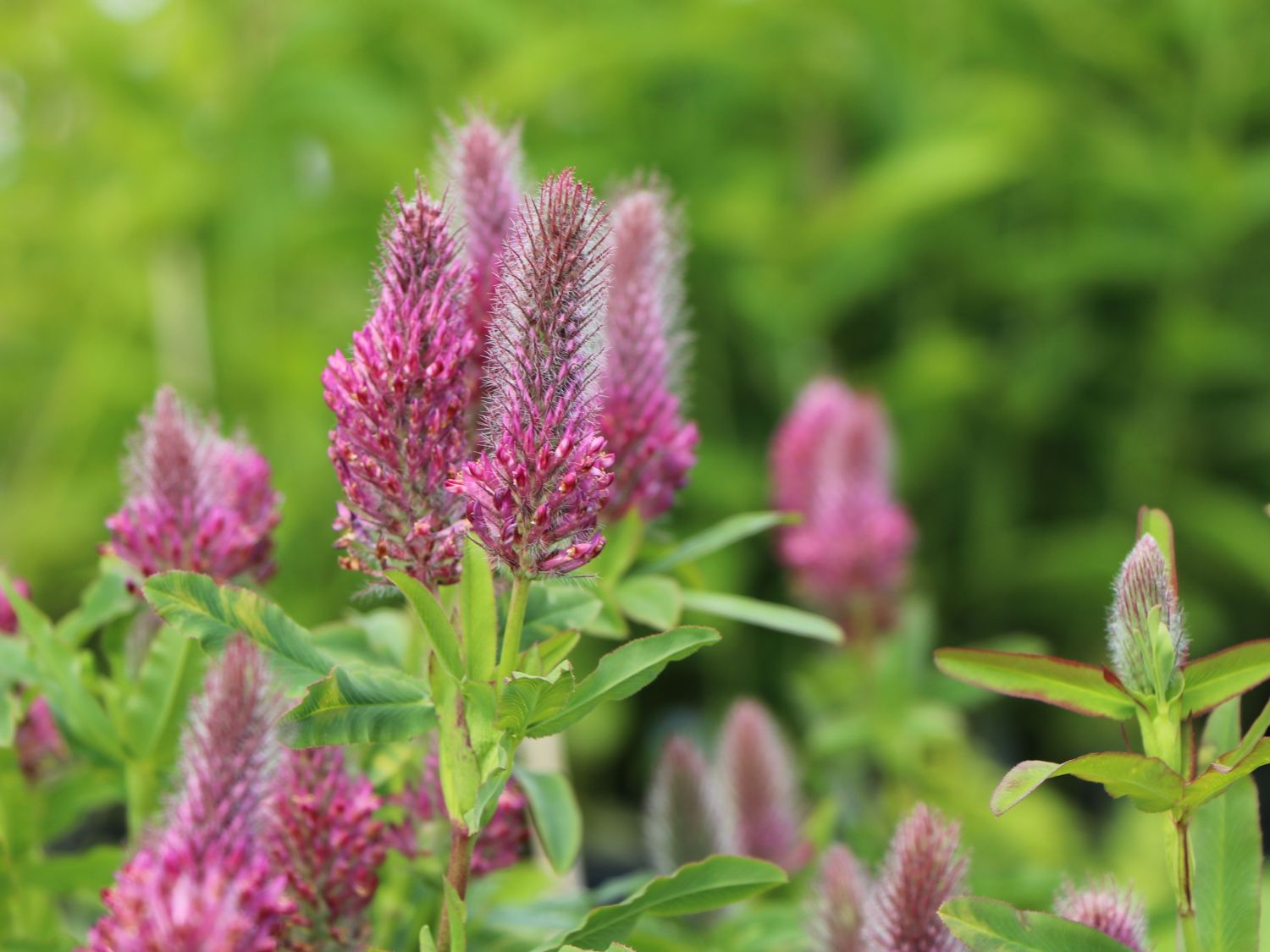 Klee (Trifolium) - Infos & Pflanzen dieser Gattung