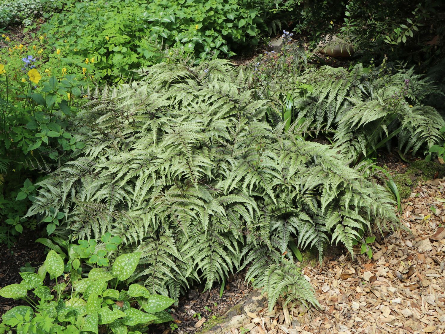 Frauenfarne (Athyrium) - Infos & Pflanzen dieser Gattung