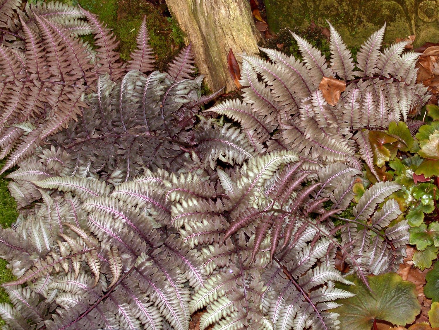 Frauenfarne (Athyrium) - Infos & Pflanzen dieser Gattung