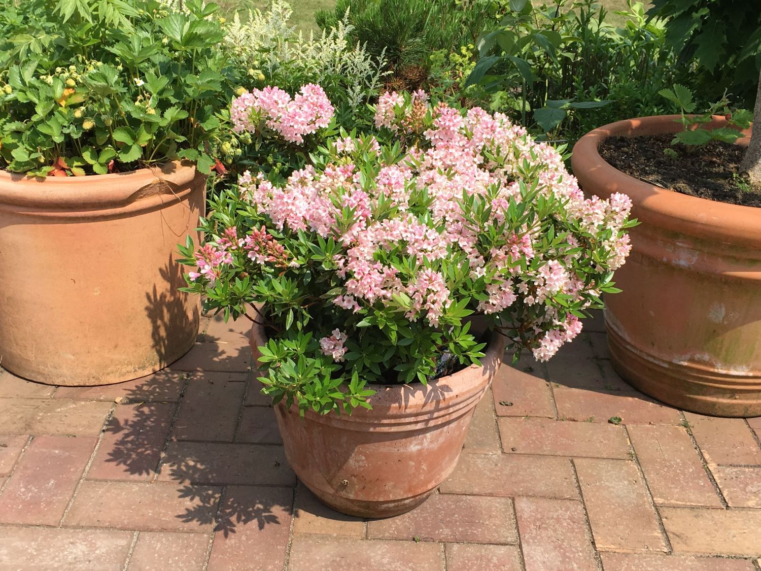Rhododendren (Rhododendron) - Infos & Pflanzen dieser Gattung