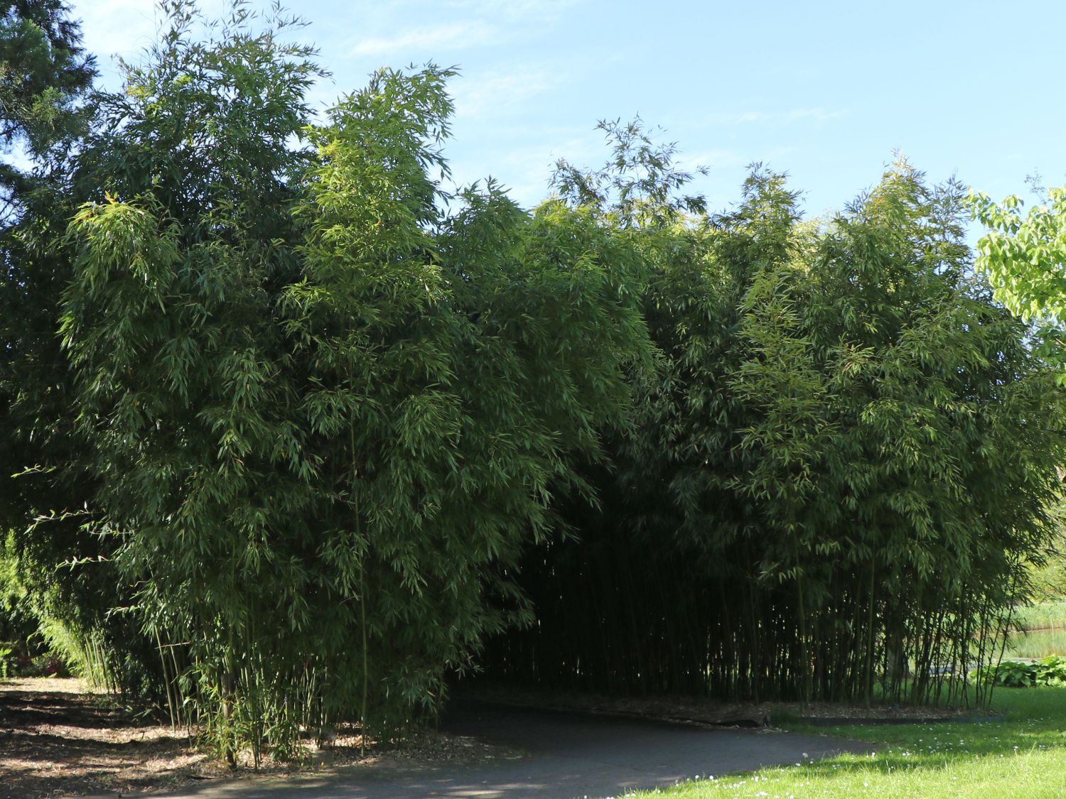 Phyllostachys (Phyllostachys) - Infos & Pflanzen dieser Gattung