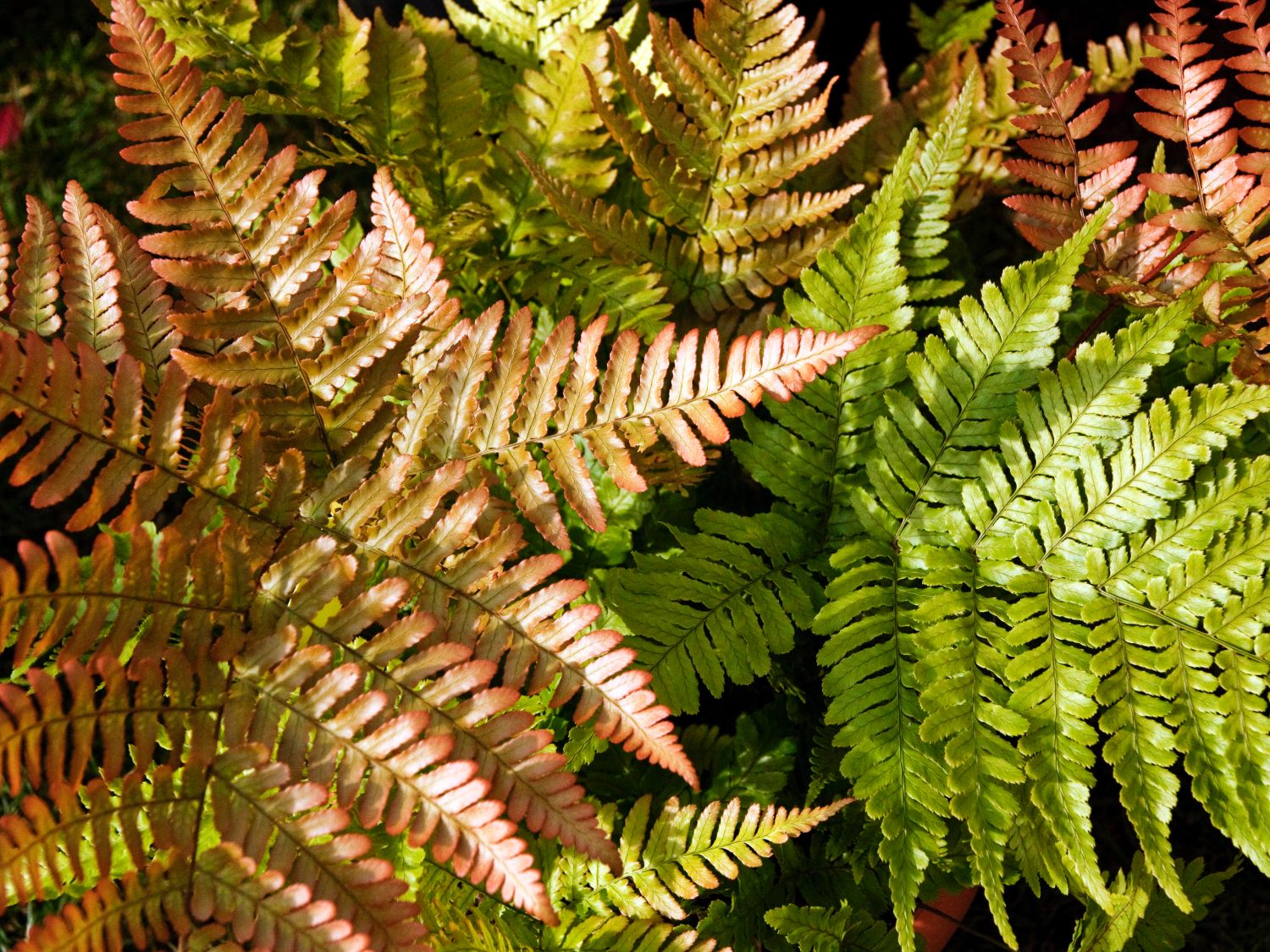 Wurmfarne (Dryopteris) - Infos & Pflanzen dieser Gattung