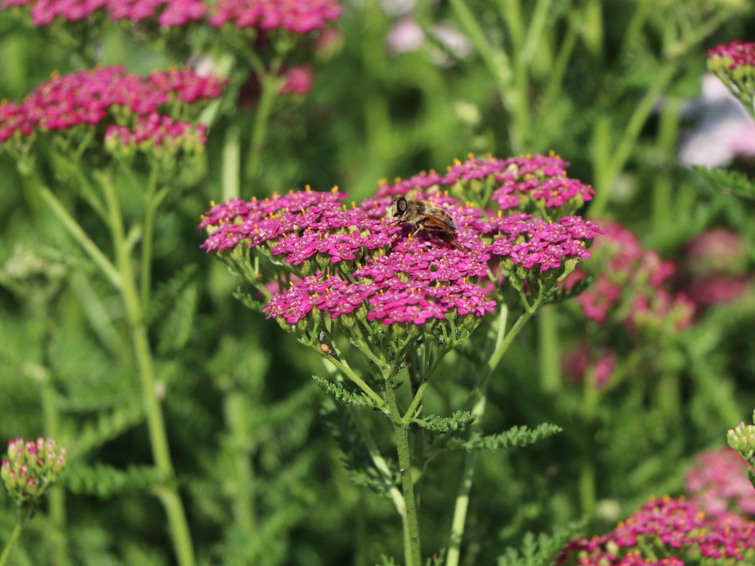 Schafgarben (Achillea) - Infos & Pflanzen dieser Gattung