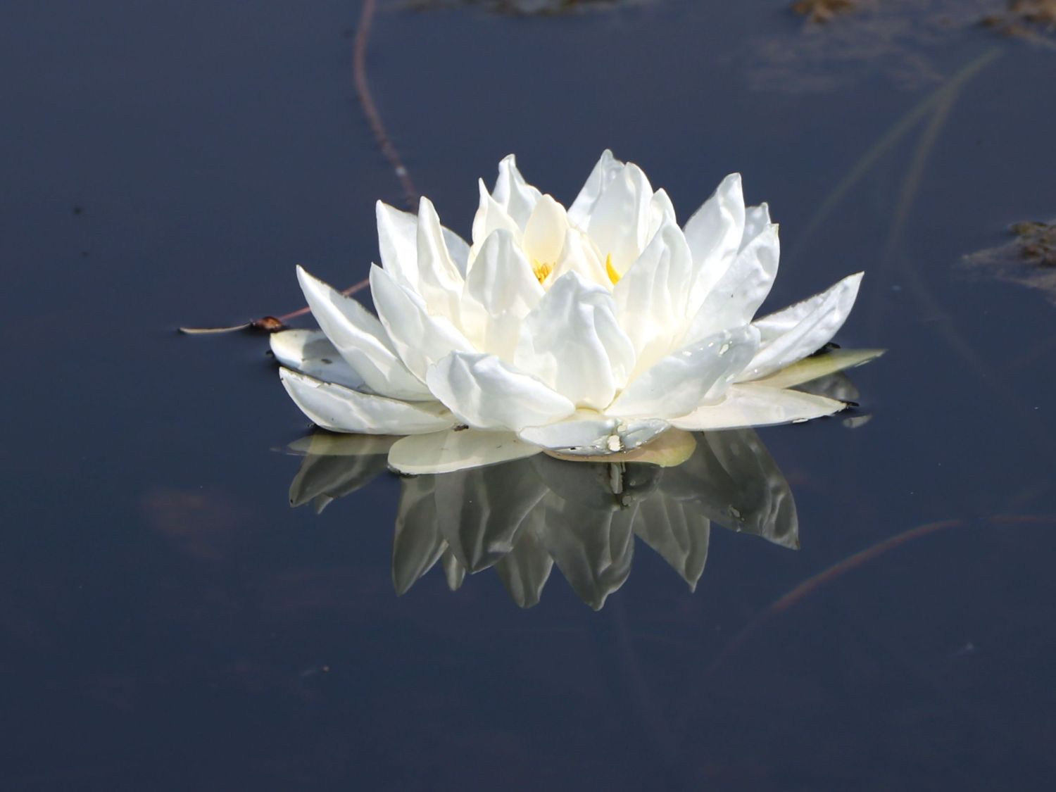 Seerosen (Nymphaea) - Infos & Pflanzen dieser Gattung