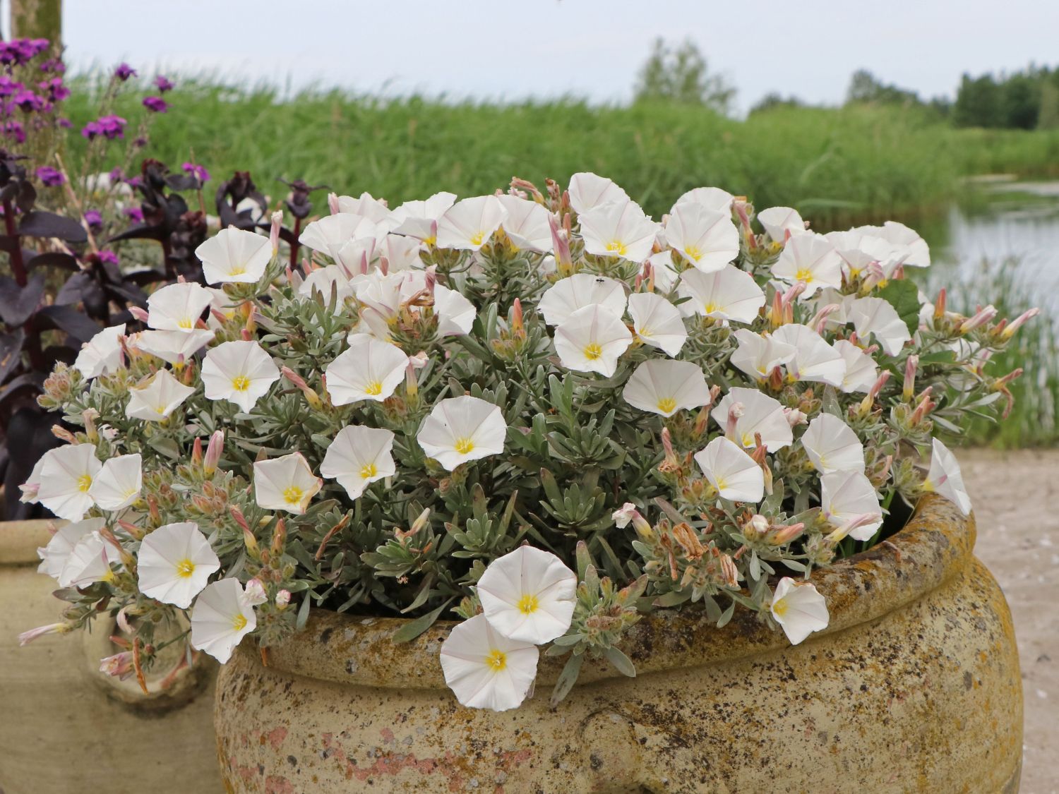Winden (Convolvulus) - Infos & Pflanzen dieser Gattung