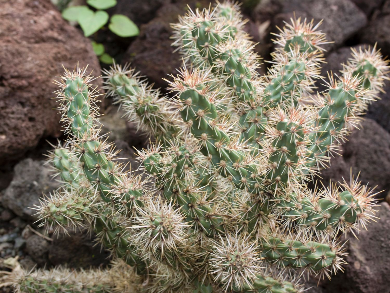 Cylindropuntia (Cylindropuntia) - Infos & Pflanzen dieser Gattung