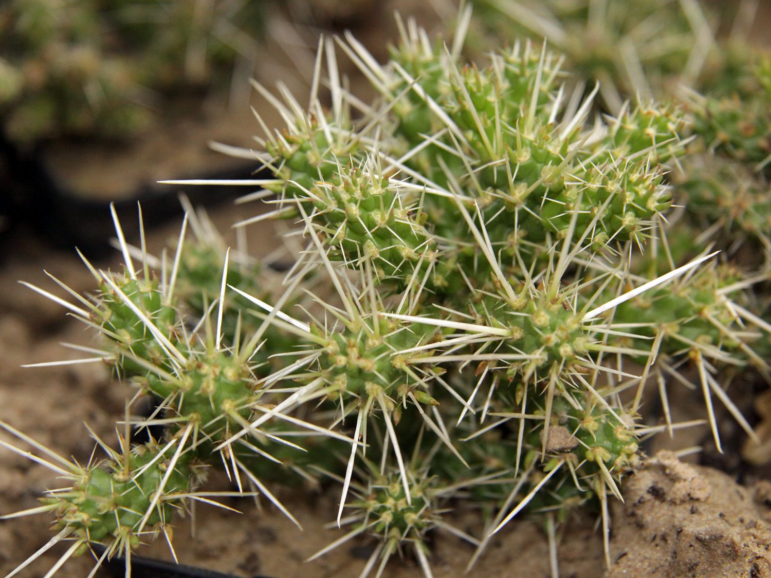 Kakteengewchse (Cactaceae) - Wissen & Pflanzen dieser Familie