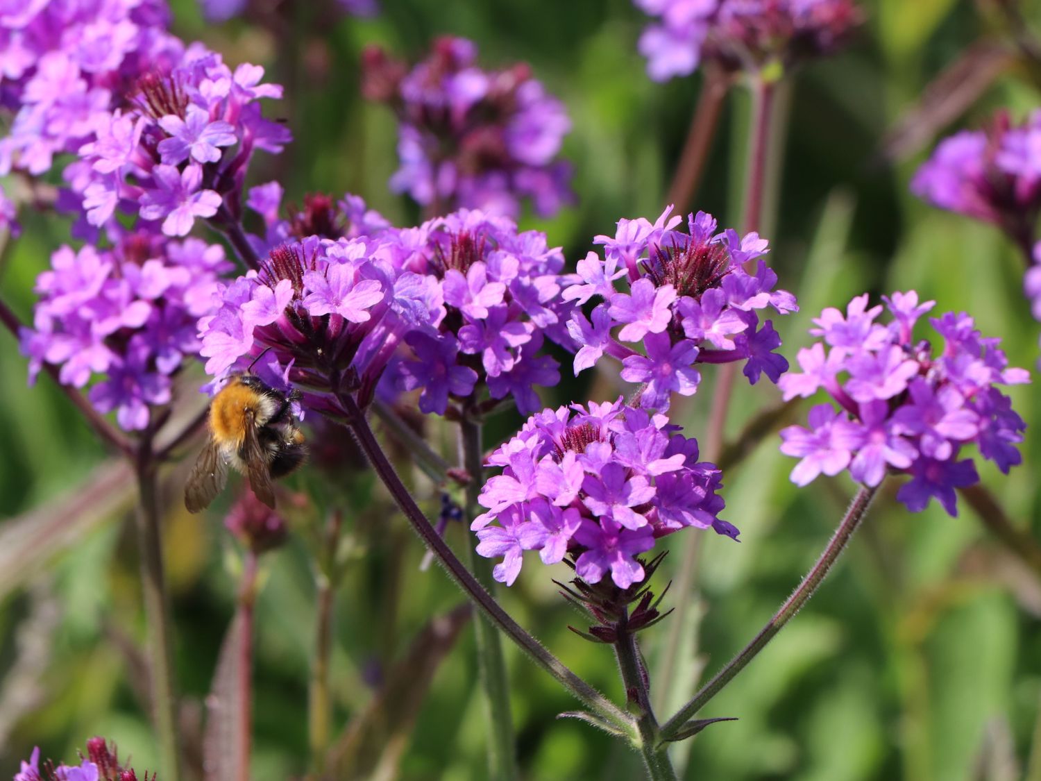 Verbenen (Verbena) - Infos & Pflanzen dieser Gattung