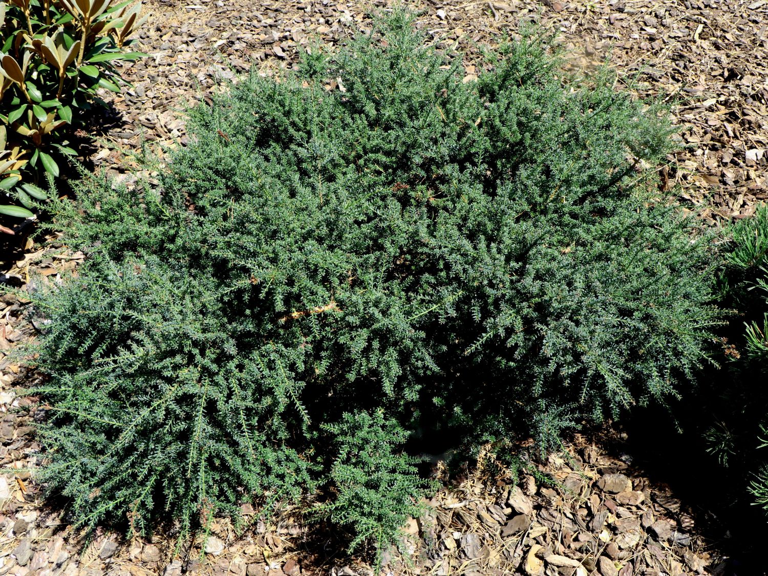 Steineiben (Podocarpus) - Infos & Pflanzen dieser Gattung
