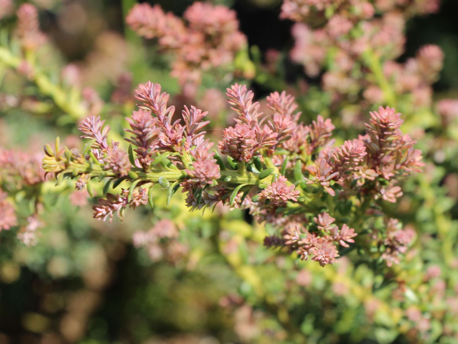 Steineiben (Podocarpus) - Infos & Pflanzen dieser Gattung