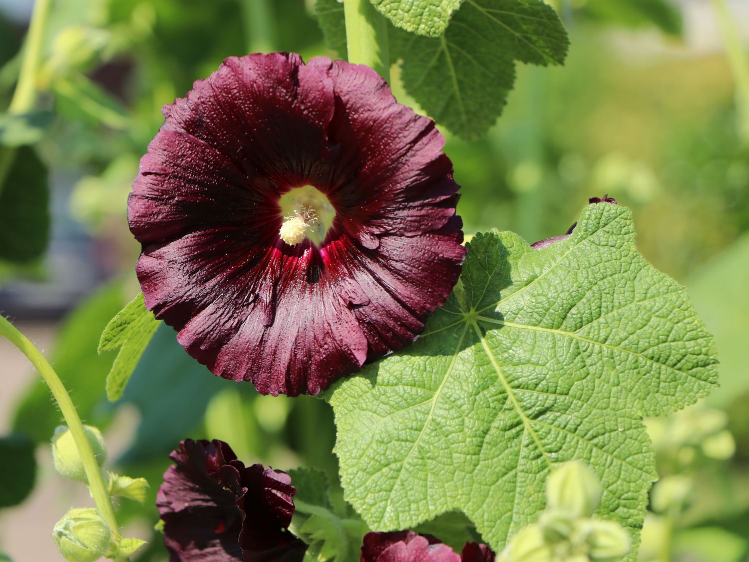 Stockrosen (Alcea)
