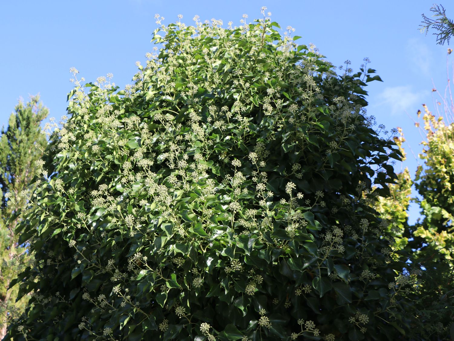 Efeu (Hedera) - Infos & Pflanzen dieser Gattung