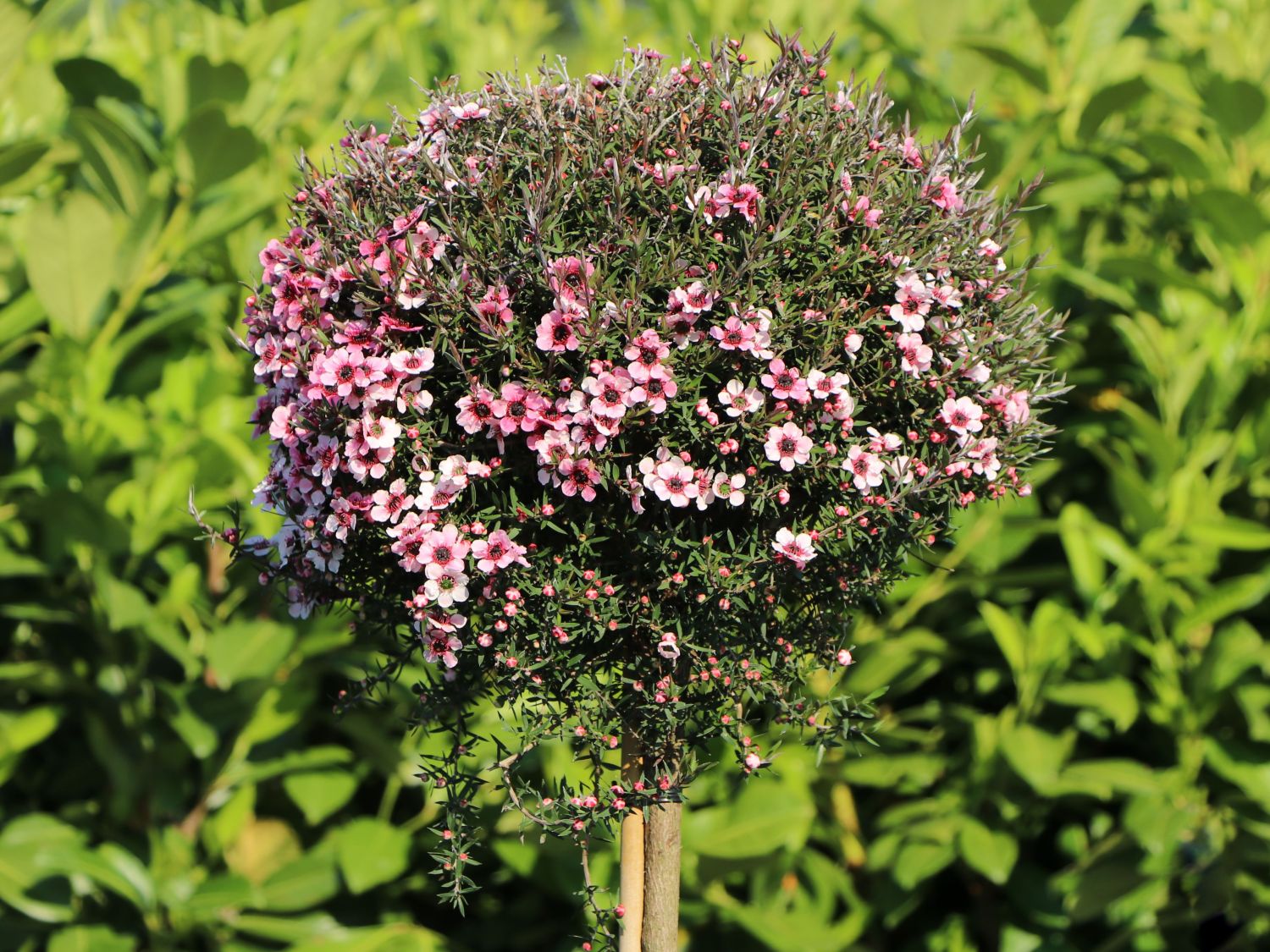 Leptospermum (Leptospermum) - Infos & Pflanzen dieser Gattung