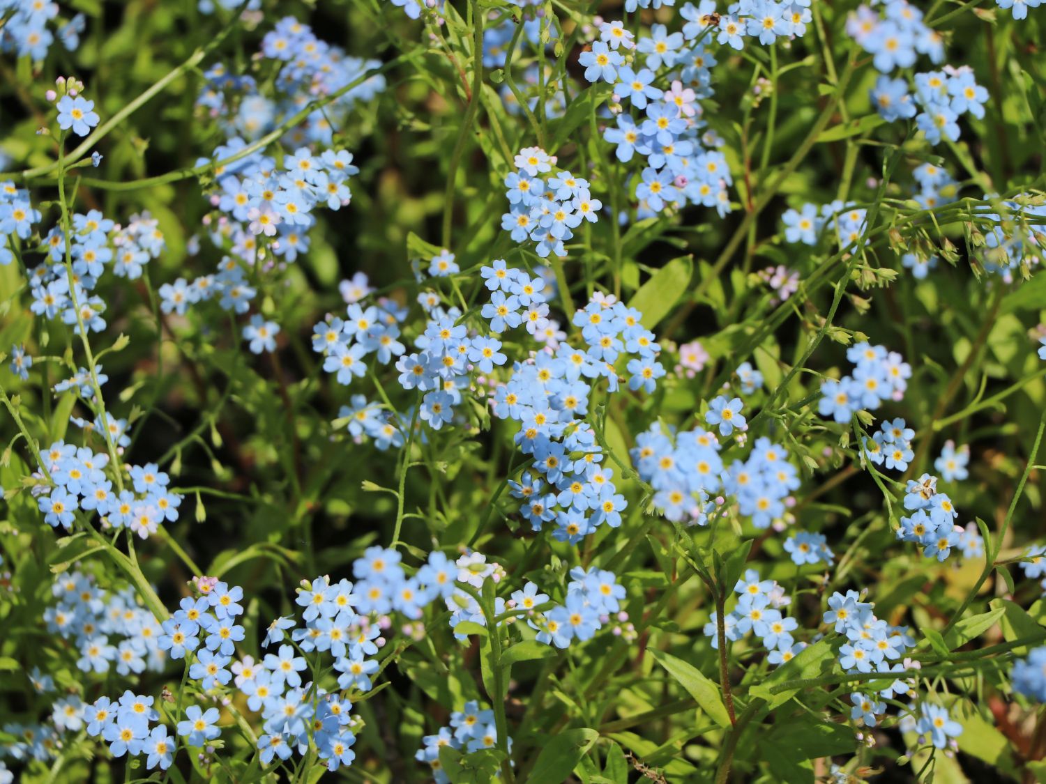 Vergissmeinnicht (Myosotis)