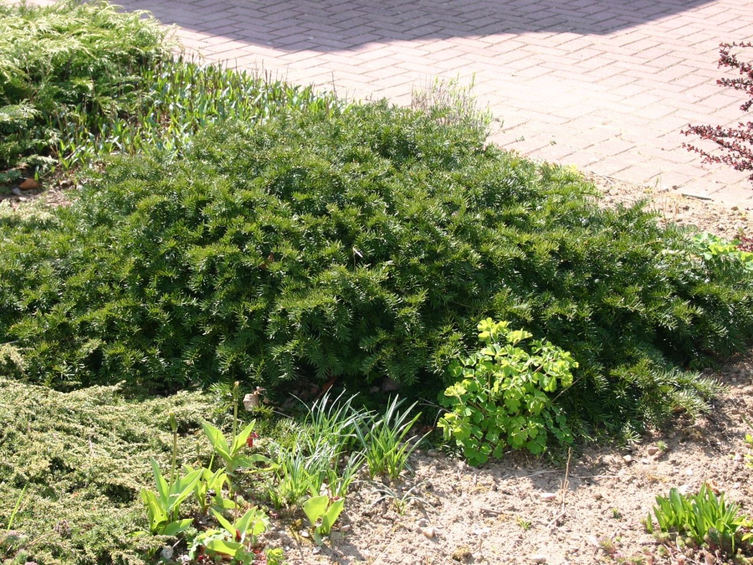 fargesia murielae fresh green FARGESIA MURIELIAE 'Umbrella Bamboo' – Scottish Bamboo