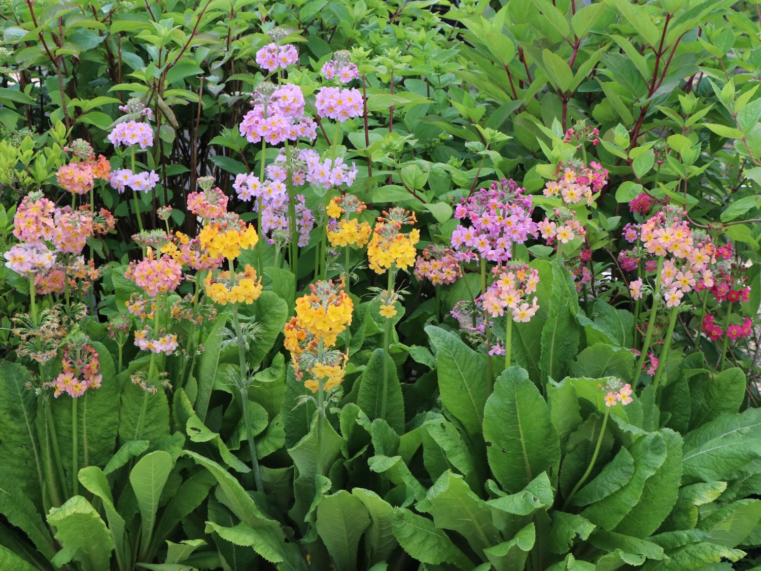 Primeln (Primula) - Infos & Pflanzen dieser Gattung