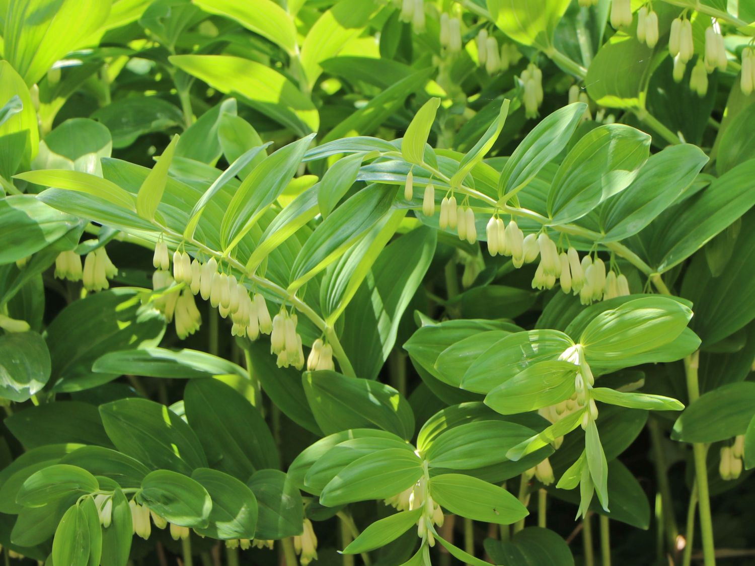 Spargelgewchse (Asparagaceae) - Wissen & Pflanzen dieser Familie
