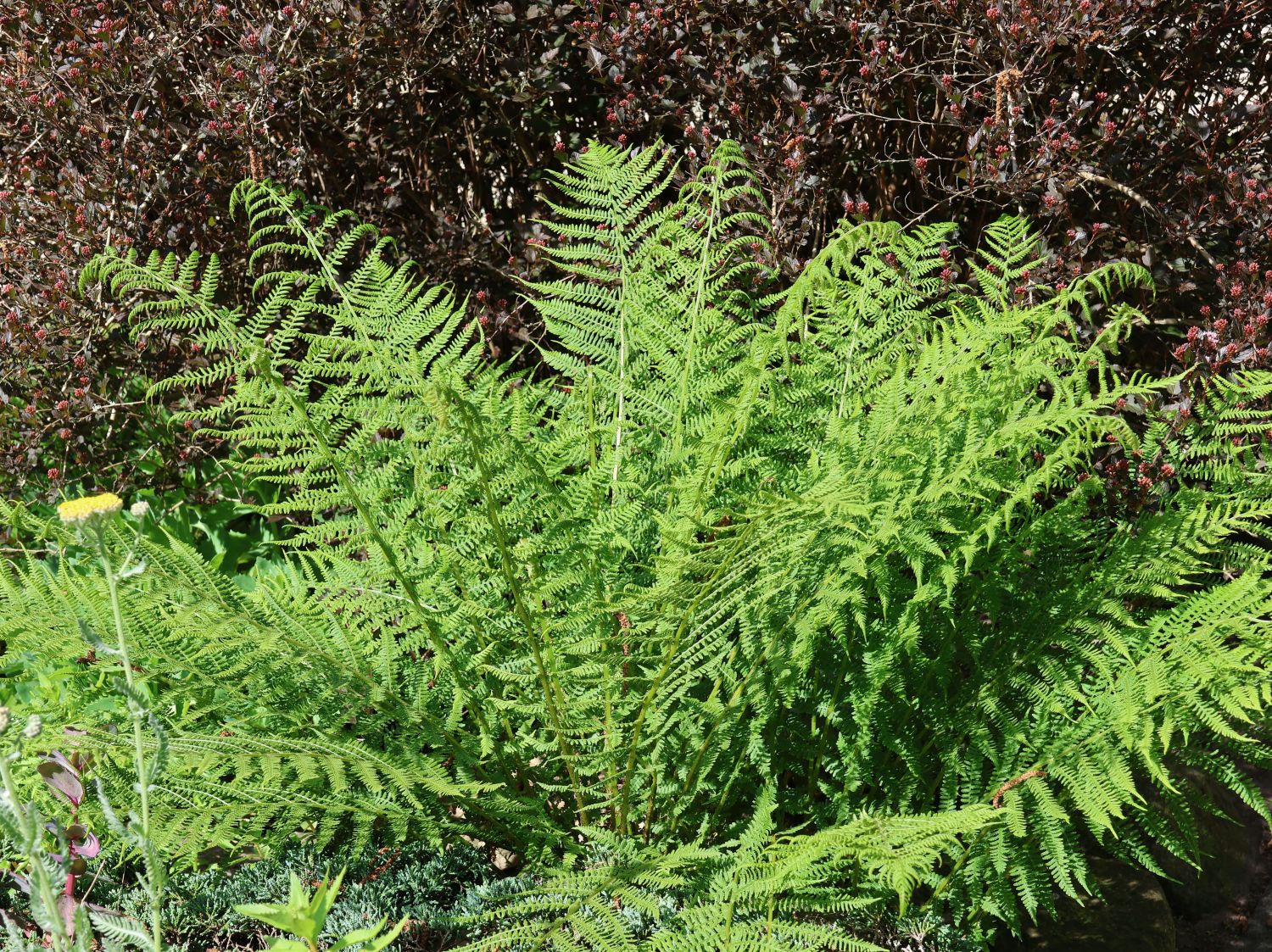 Frauenfarne (Athyrium) - Infos & Pflanzen dieser Gattung