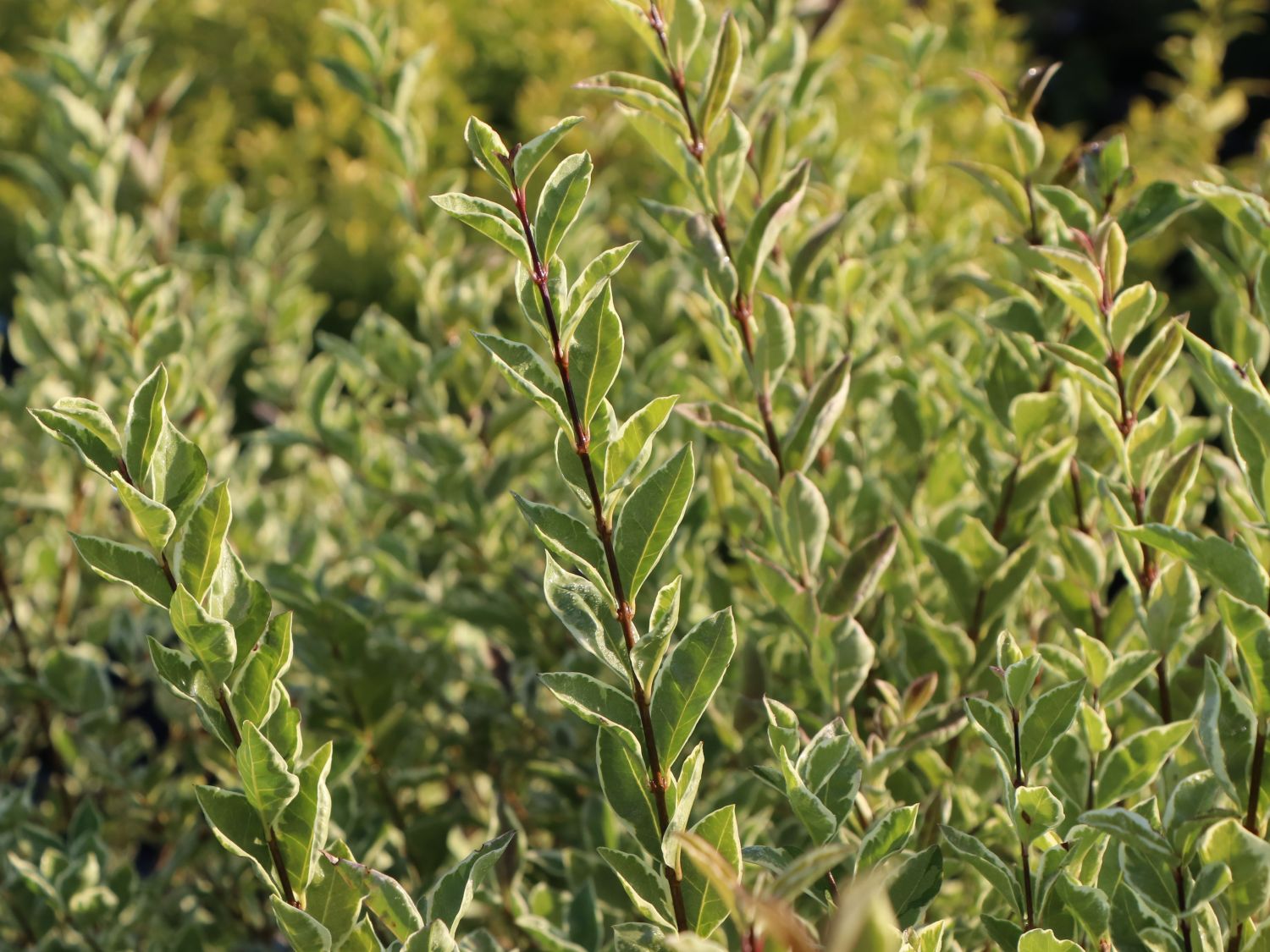 Liguster (Ligustrum) - Infos & Pflanzen dieser Gattung
