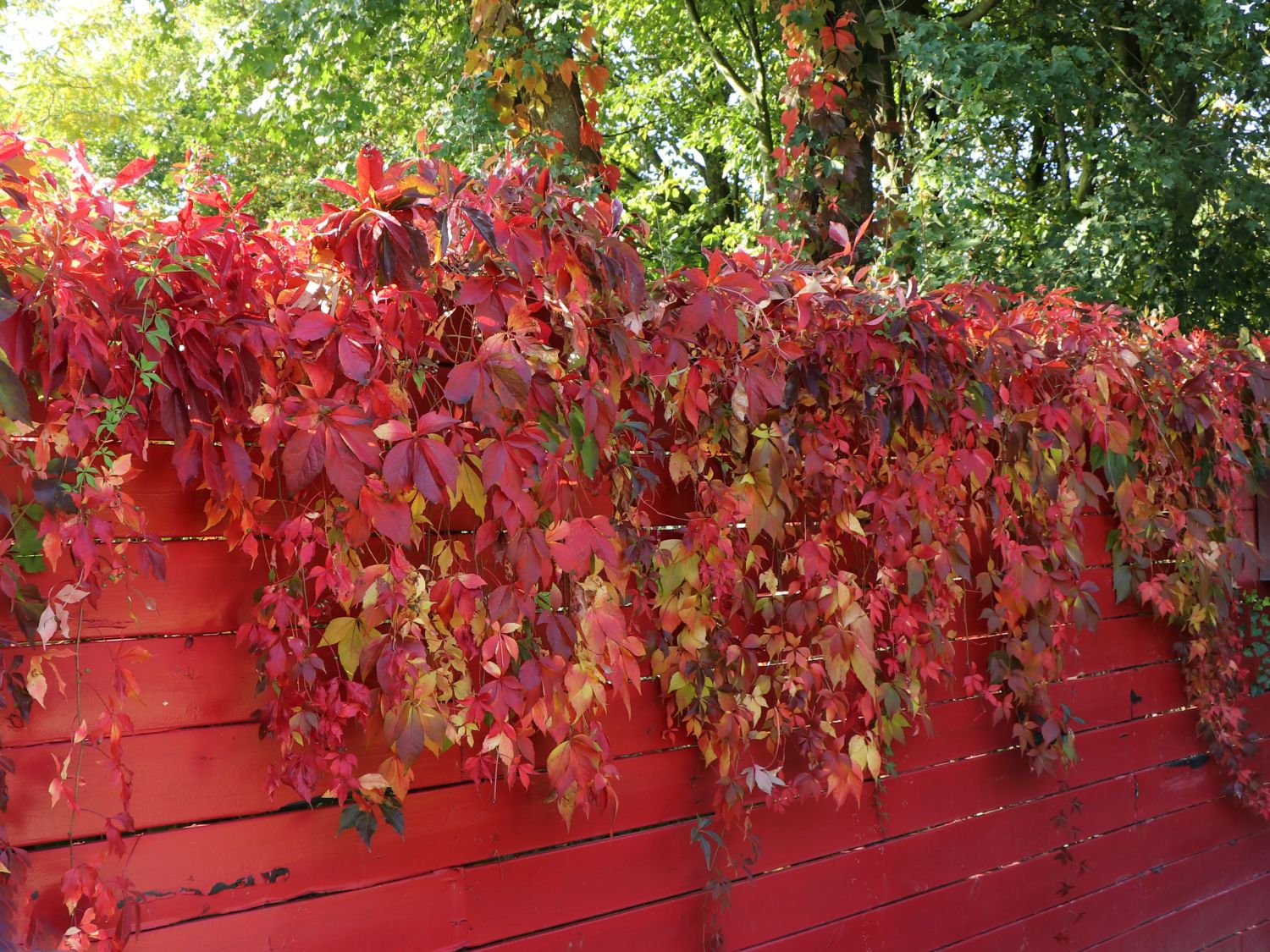 Jungfernreben (Parthenocissus) - Infos & Pflanzen dieser Gattung