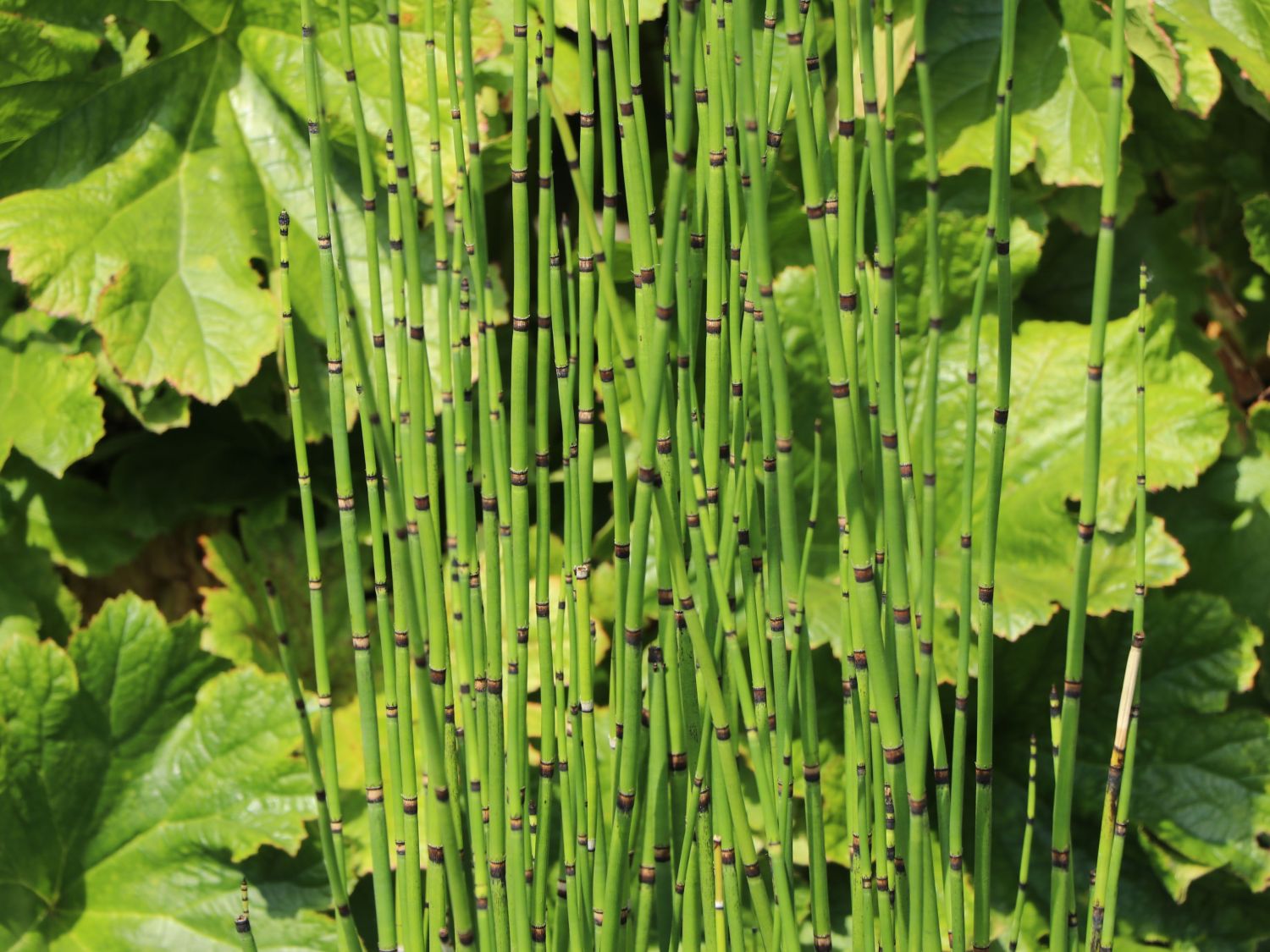 sojabohnen saatgut Sojabohnen-Edamame-Samen Irland | Bio-Gemüsesamen main image 0