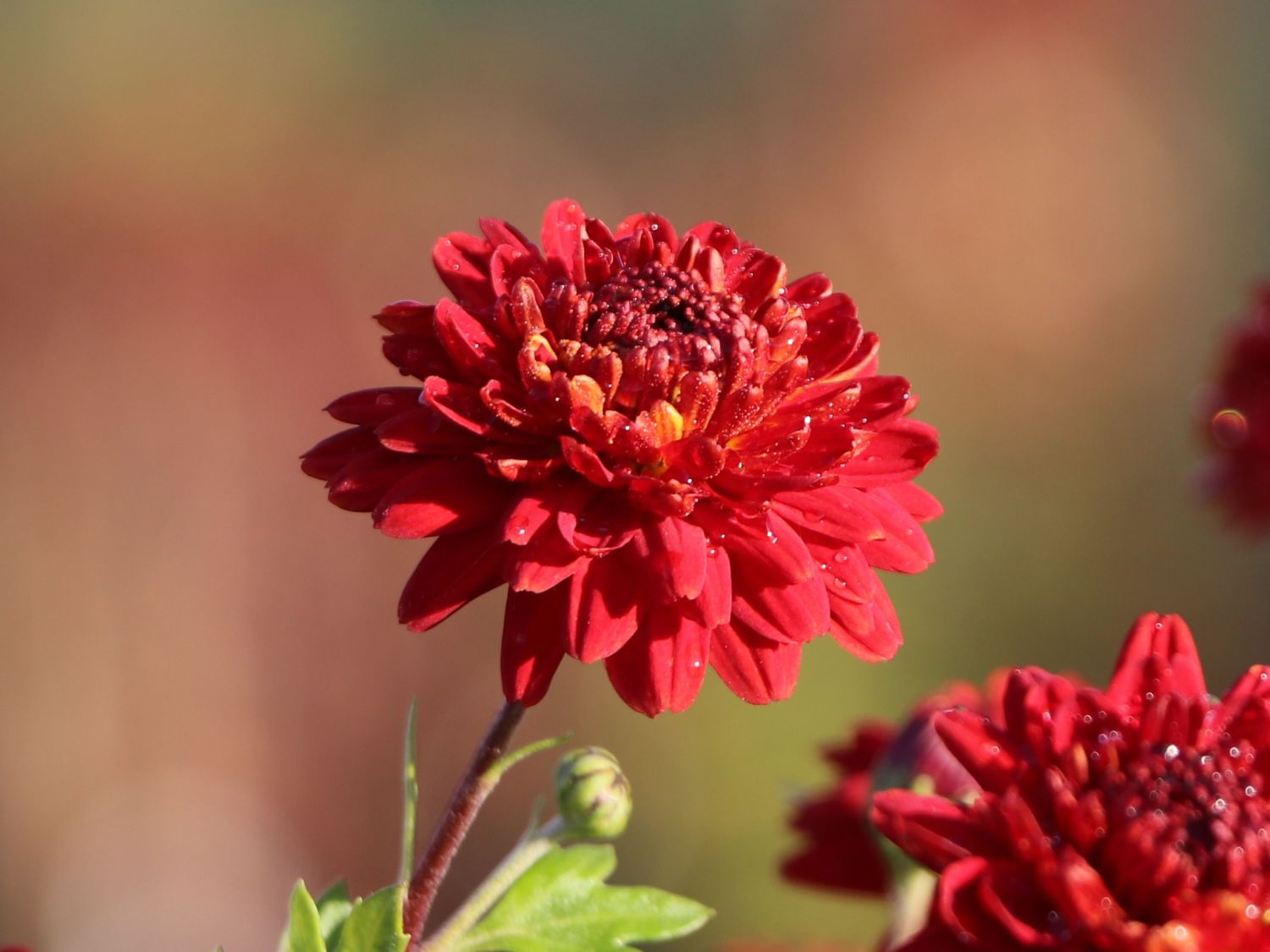 Chrysanthemen (Chrysanthemum) - Infos & Pflanzen dieser Gattung