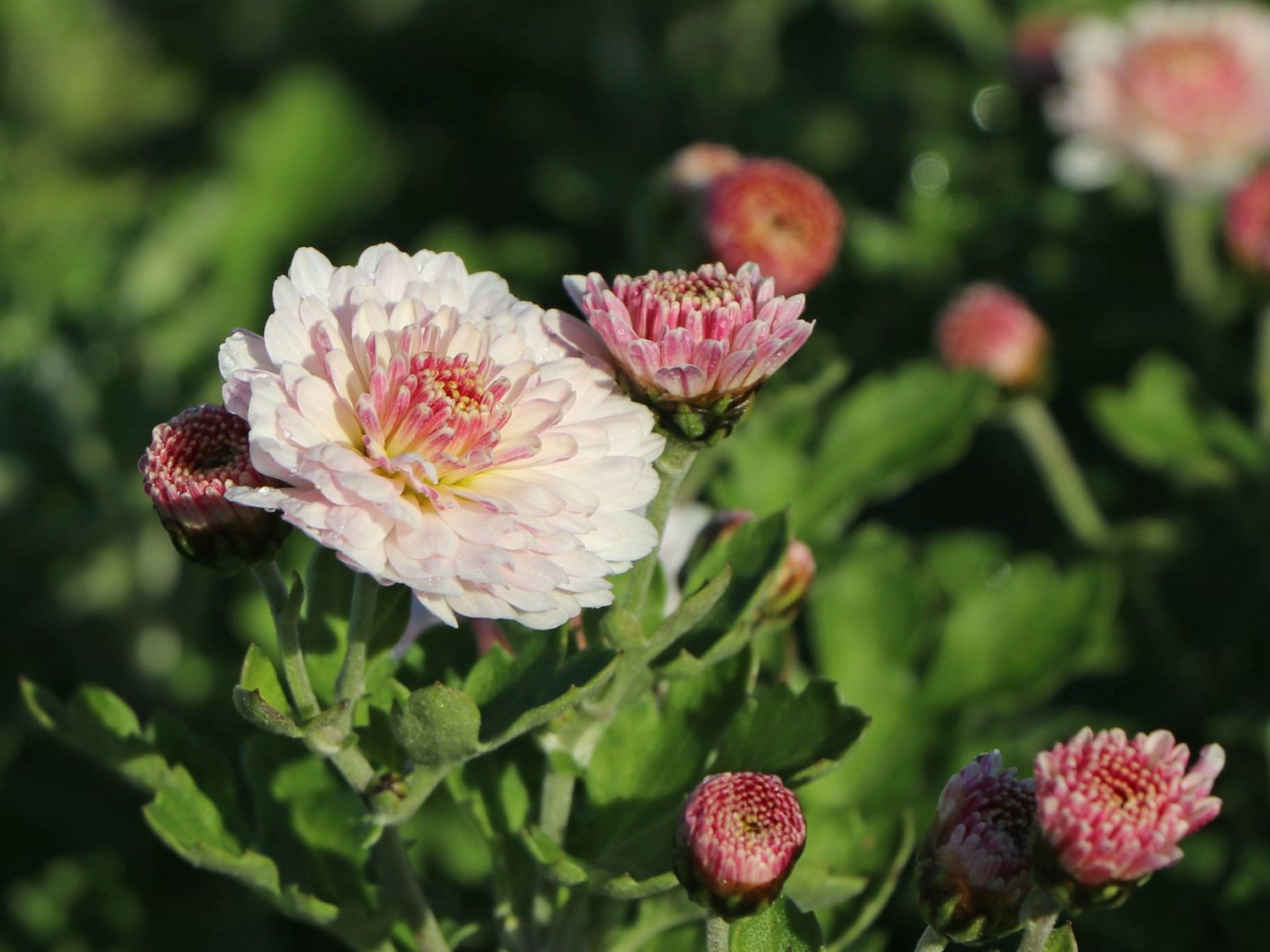 Chrysanthemen (Chrysanthemum) - Infos & Pflanzen dieser Gattung