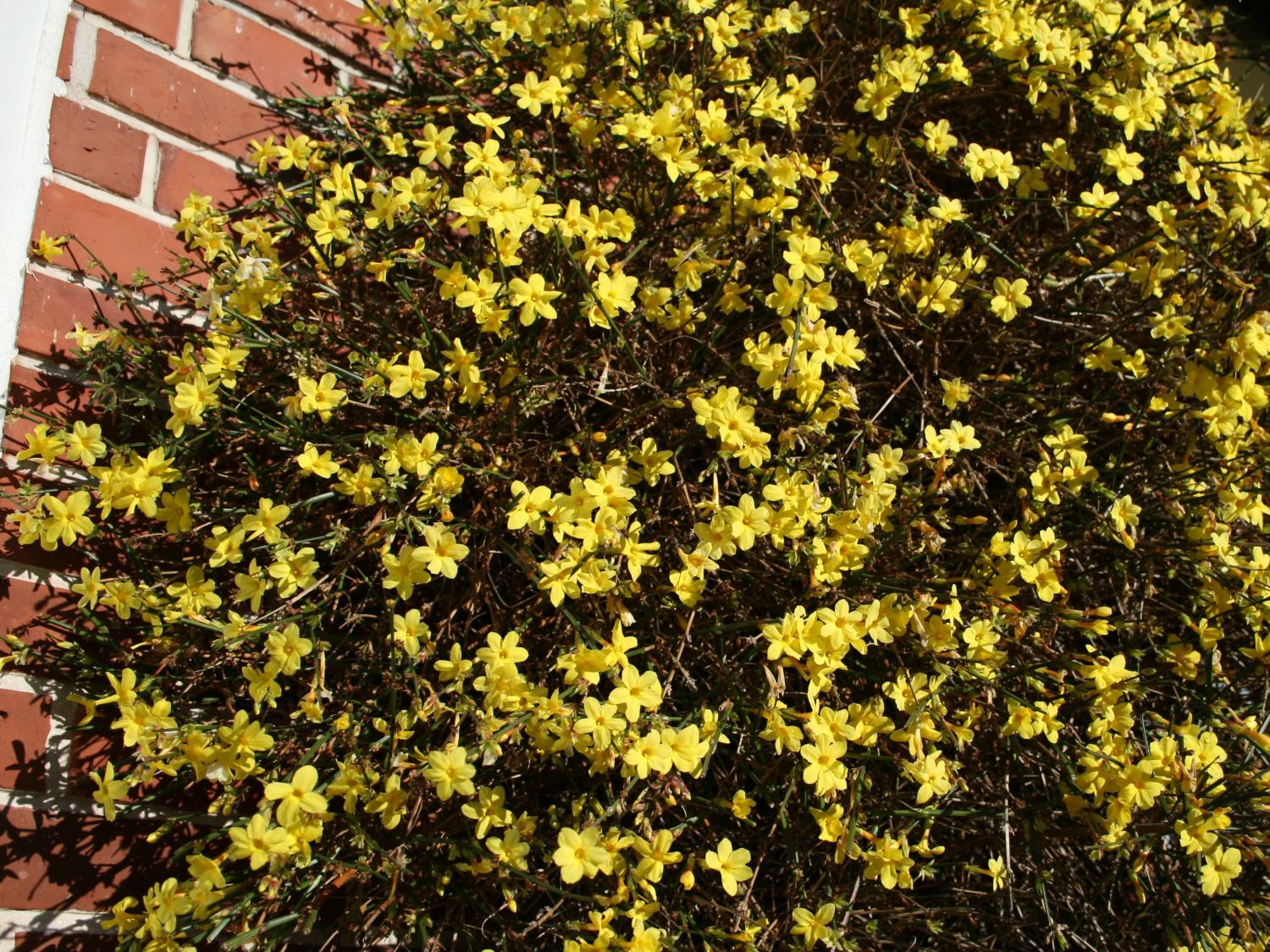 Jasminum (Jasminum) - Infos & Pflanzen dieser Gattung