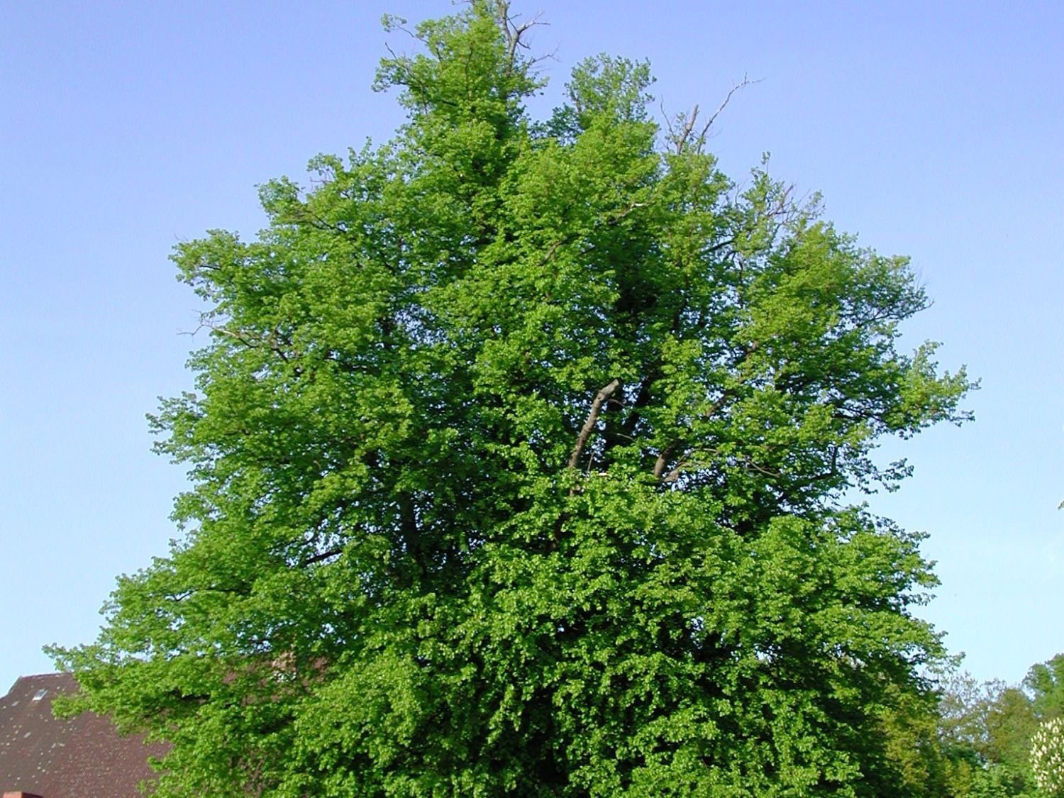 Linden (Tilia) - Infos & Pflanzen dieser Gattung