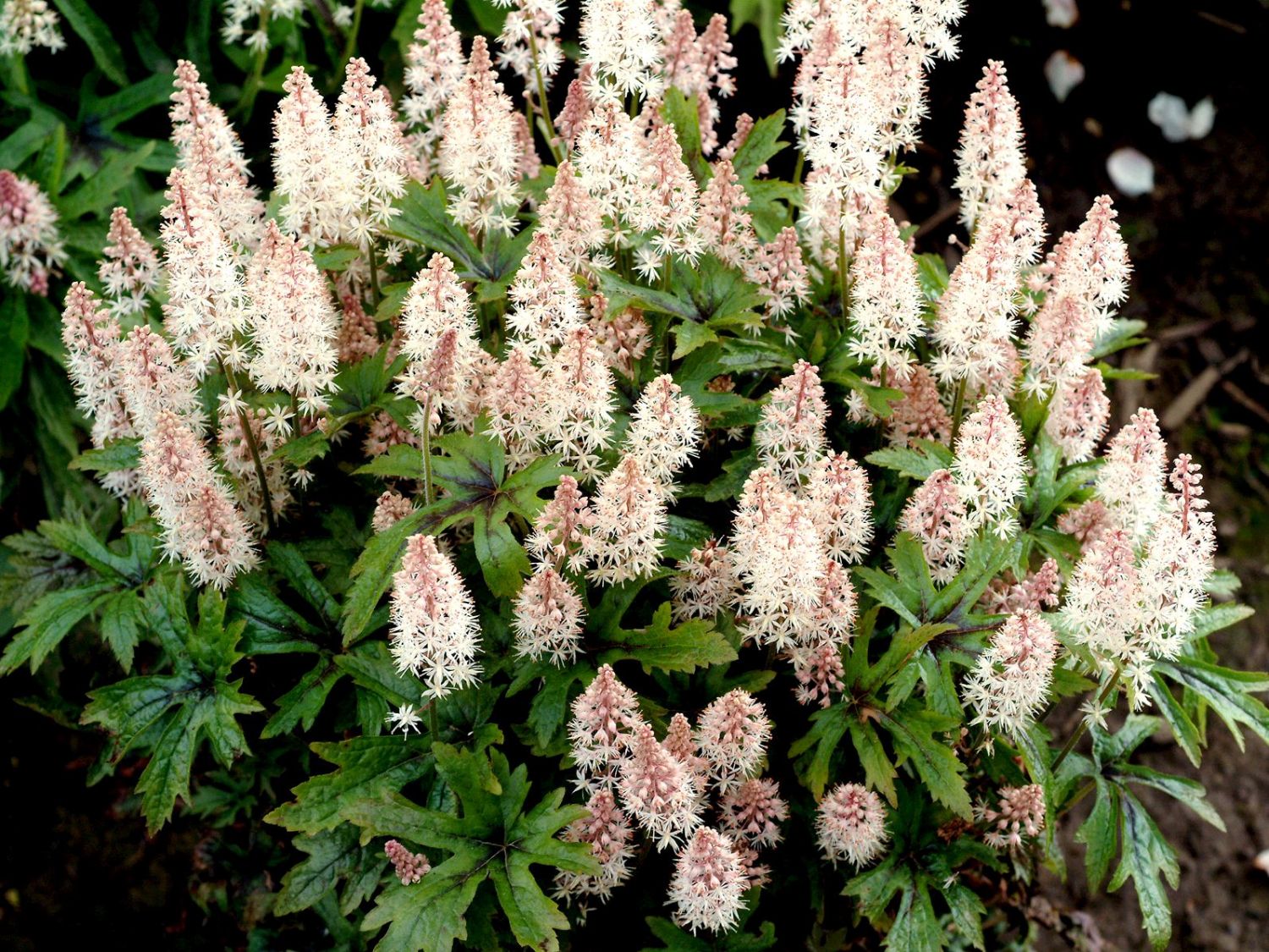 Schaumblüten (Tiarella)