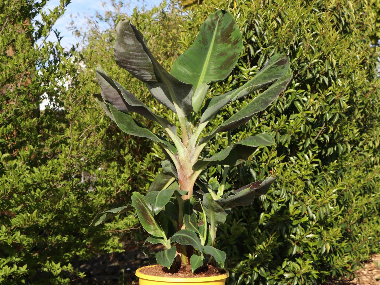 calathea picturata argentea Calathea Picturata Argentea main image 0