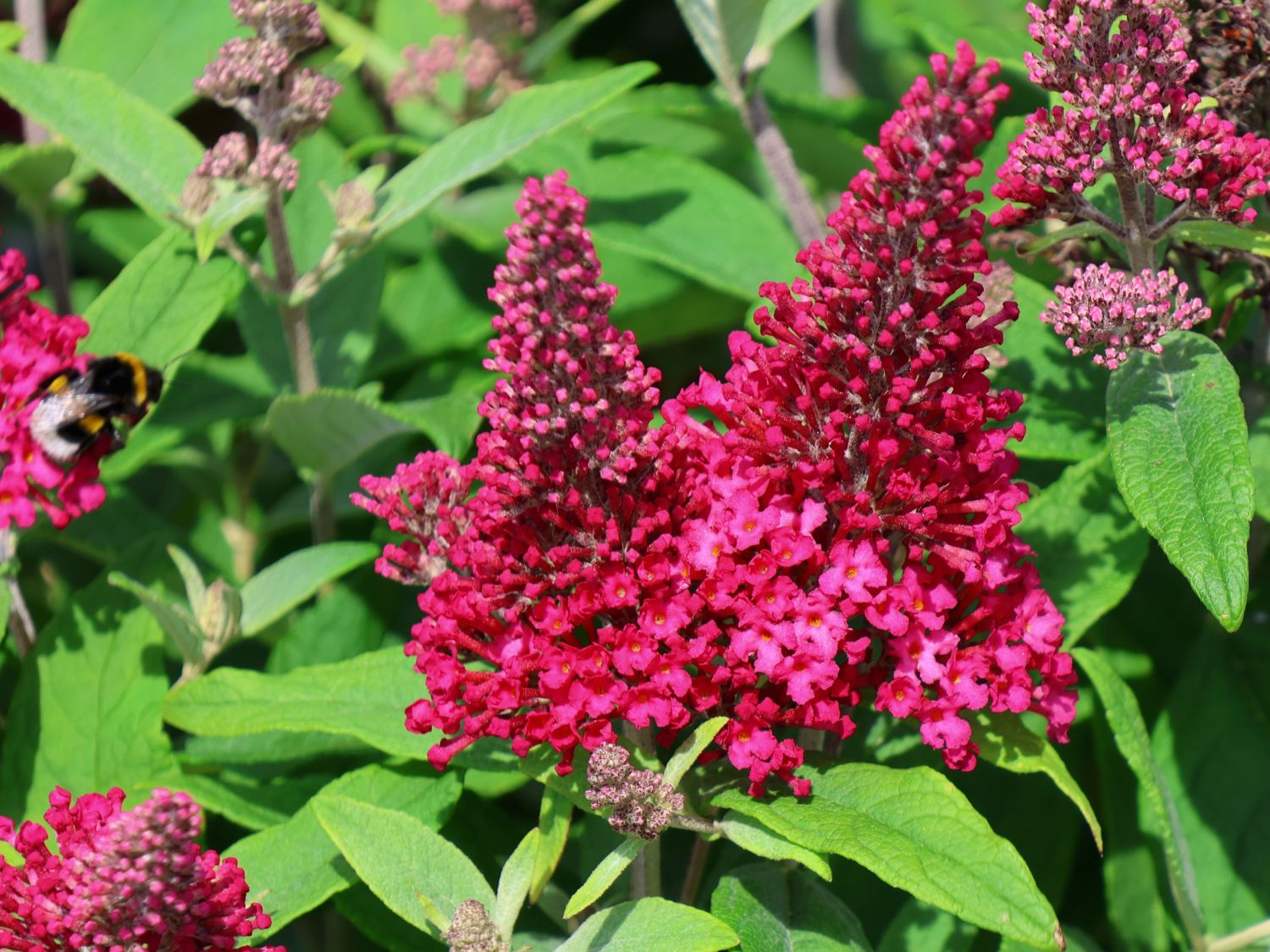 Sommerflieder (Buddleja) - Infos & Pflanzen dieser Gattung