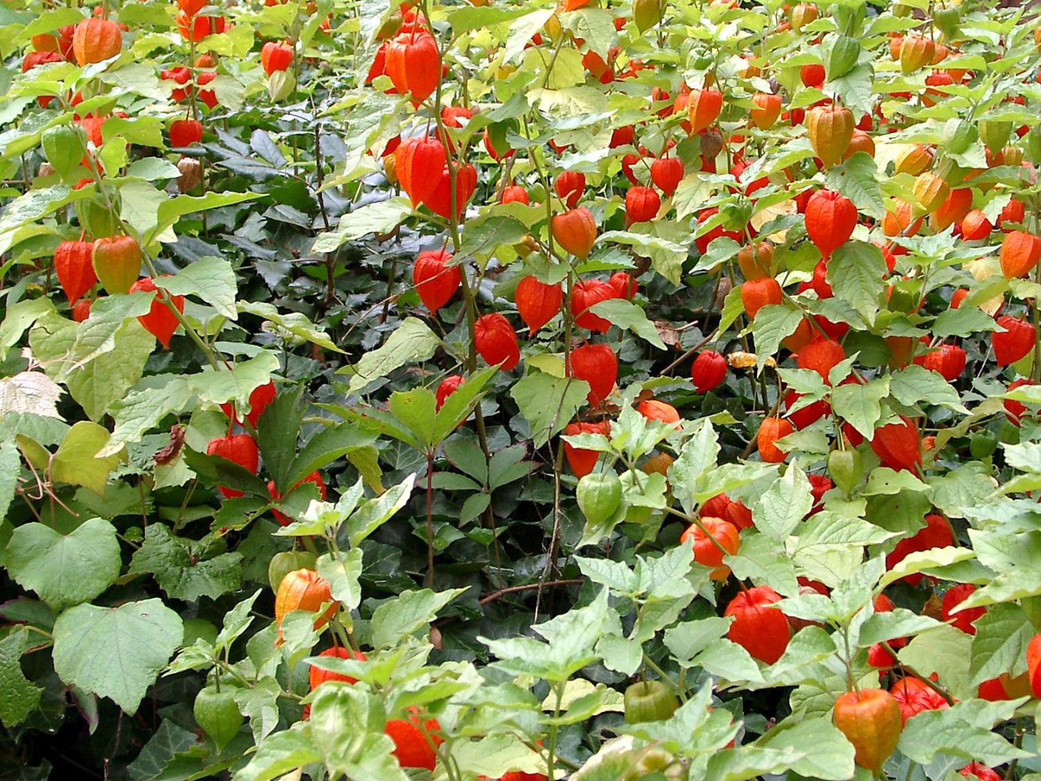 Nachtschattengewchse (Solanaceae) - Wissen & Pflanzen dieser Familie