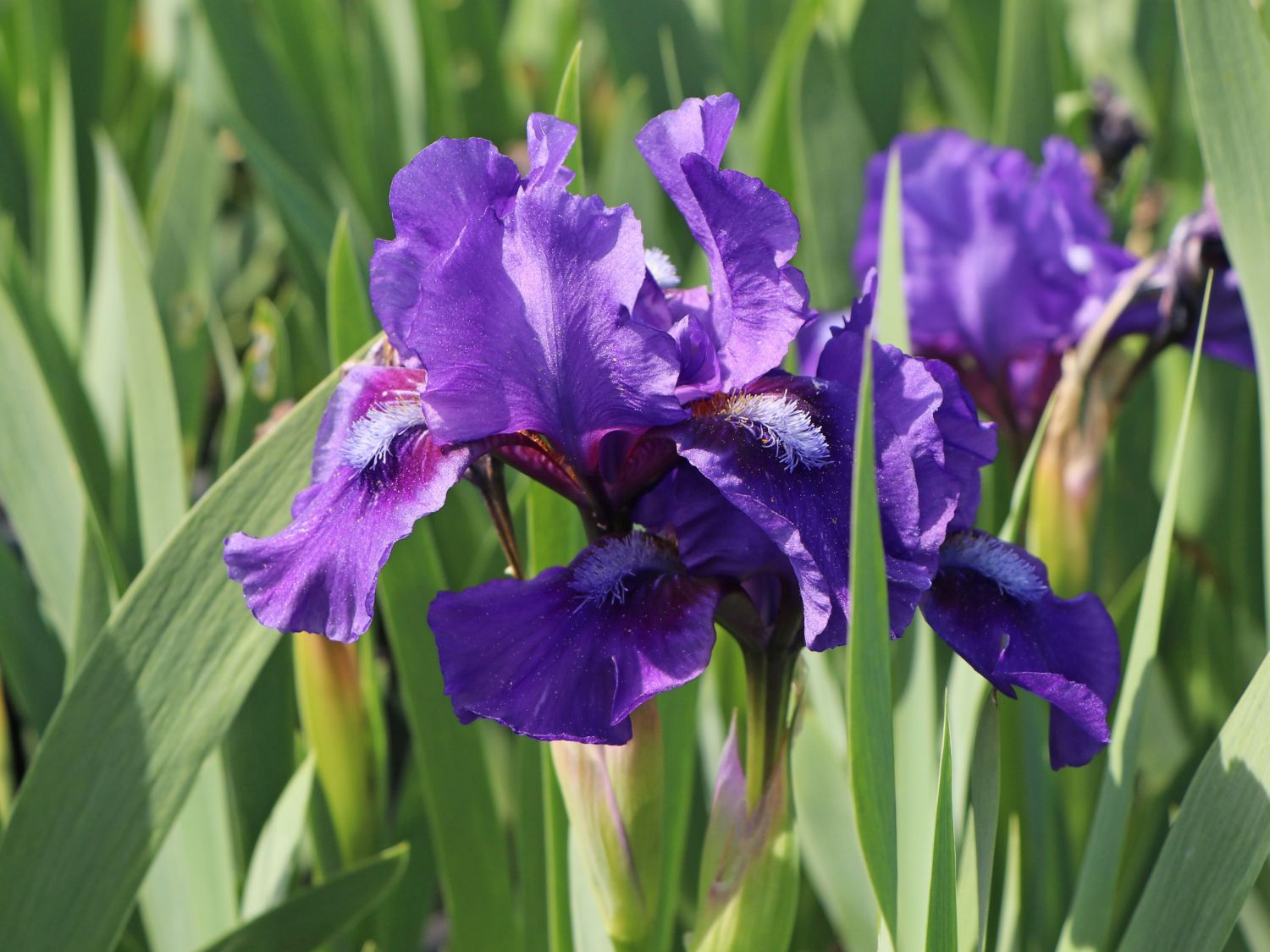 dünger mit viel stickstoff Purgrün Oleander-Dünger 1 Liter