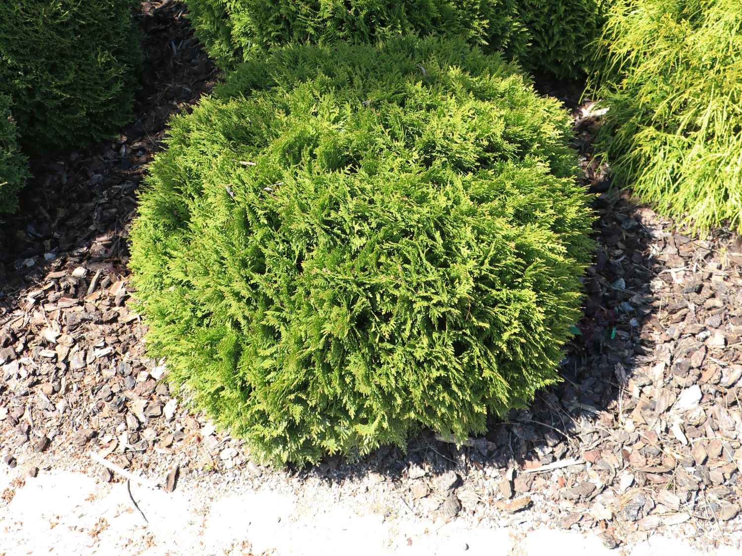 zimmerpflanzen übertopf Keramik Übertopf Olive für Zimmerpflanzen main image 1
