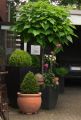 KugelTrompetenbaum 'Nana' Catalpa bignonioides 'Nana' Baumschule