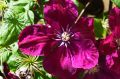 Clematis &lsquo;Rouge Cardinal&rsquo; - Clematis &lsquo;Rouge Cardinal&rsquo; - Baumschule